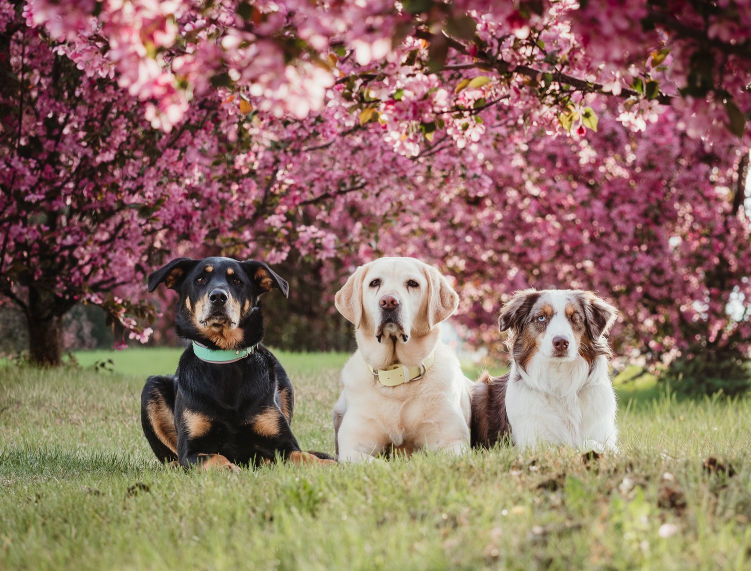Outdoor dog portrait by Edmonton Pet Photographer Coral Konanz