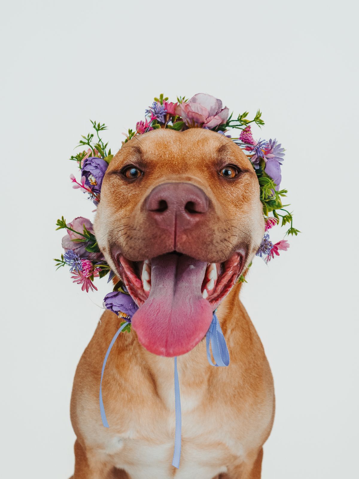 Professional pit bull dog photography in Stony Plain Alberta studio