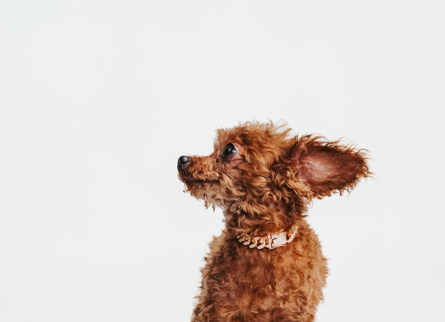 Edmonton pet photographer studio portrait of a dog photographed at The Pet Studio by Coral in Stony Plain Alberta