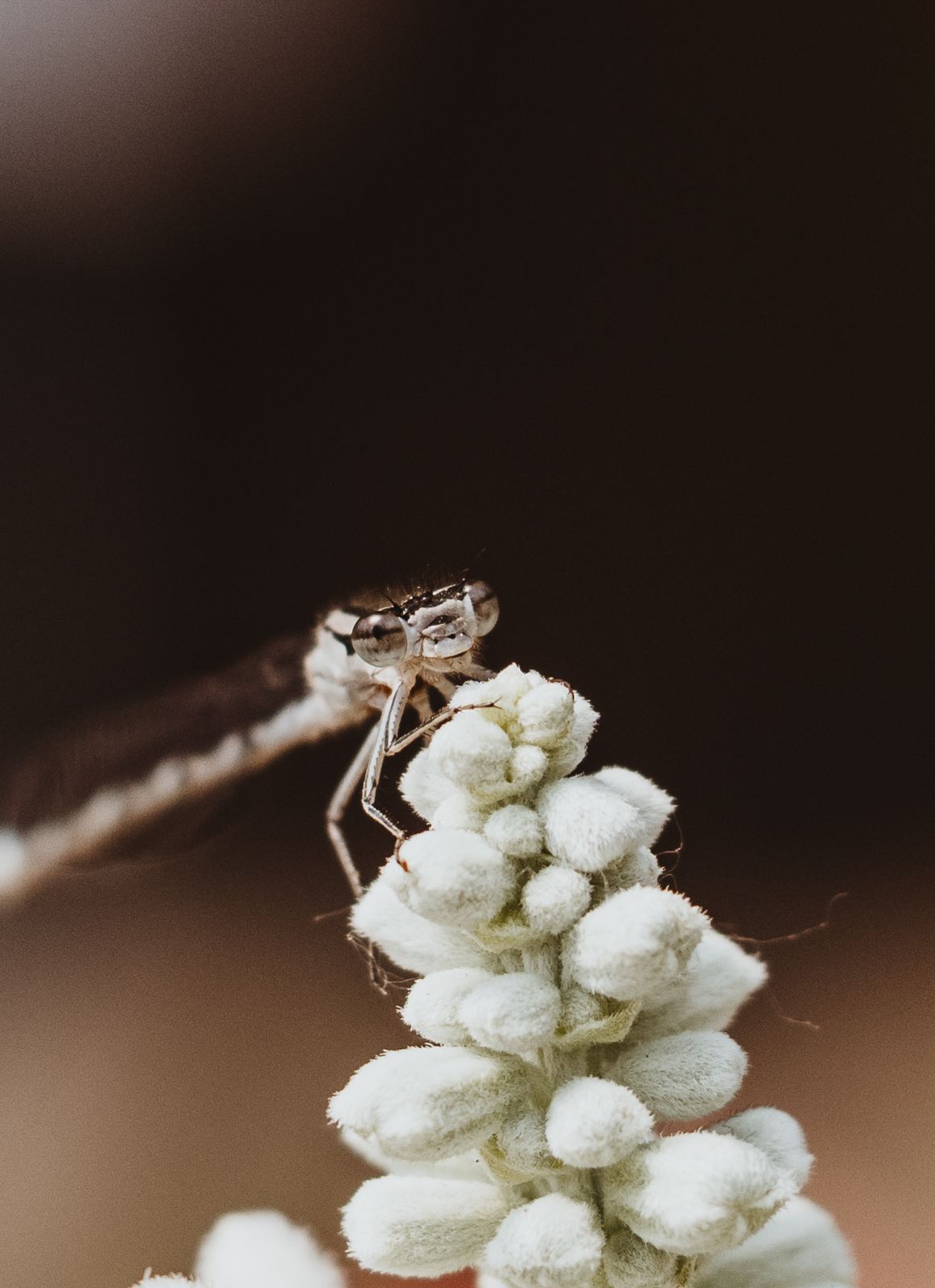 Macro Photographer, Prints available, Alberta Photographer, Creative photographer, flower photography, parkland County photographer