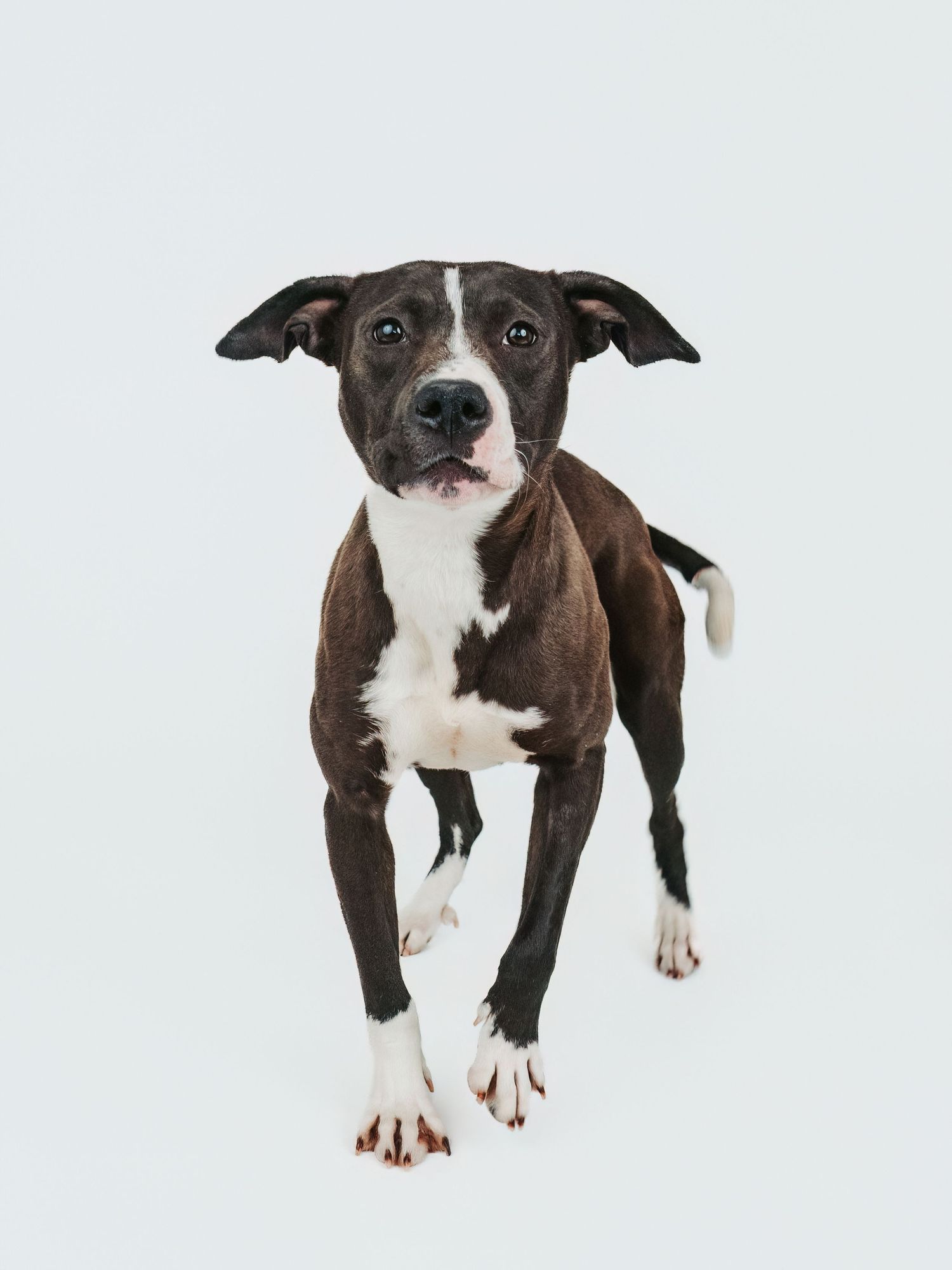 Edmonton pet photographer dog photography Stony Plain Spruce Grove Parkland County pet portraits studio outdoor sessions