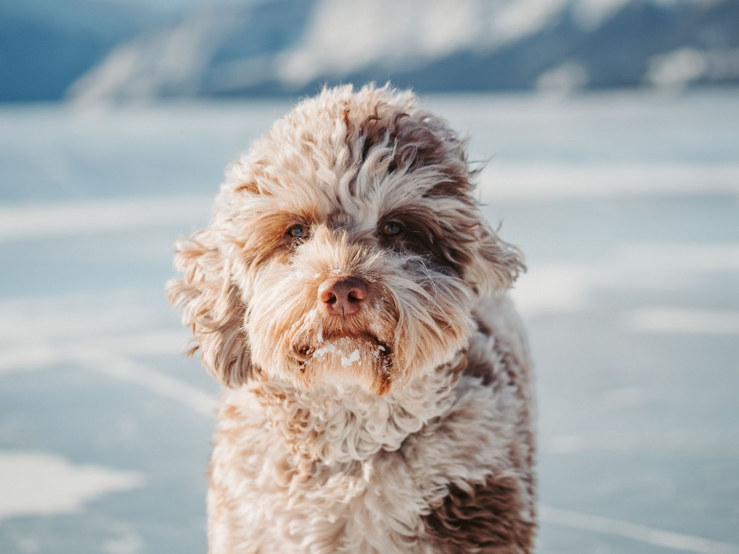 Outdoor dog portrait captured during professional photography session, by edmonton pet photographer Coral Konanz