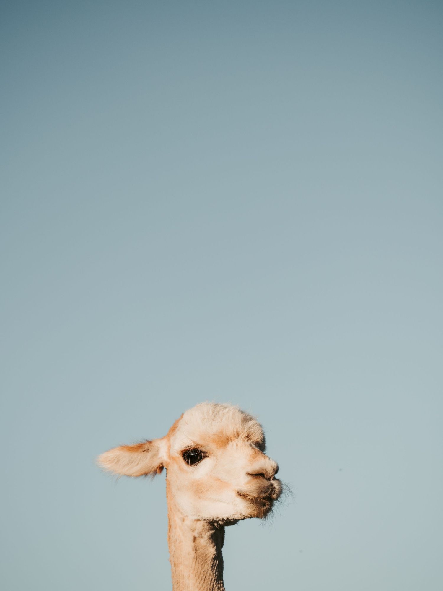 alpaca portrait captured by spruce grove photographer coral konanz