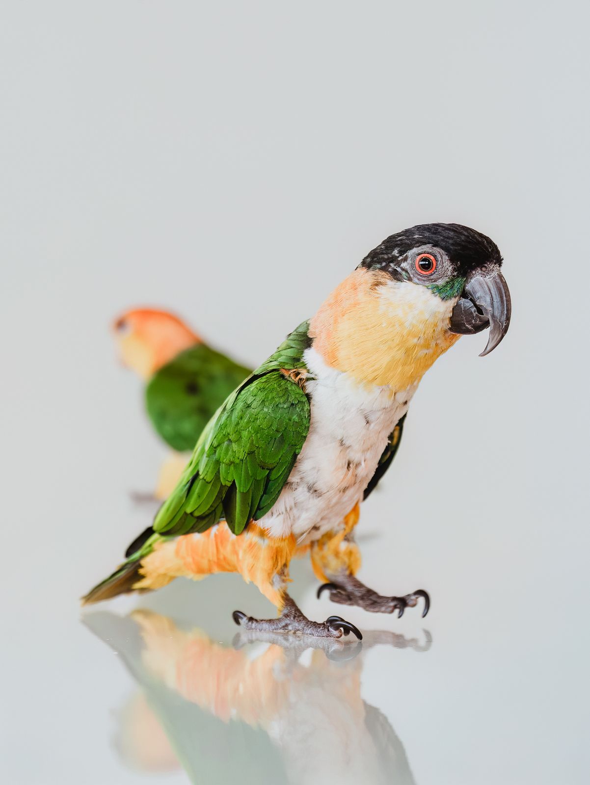 Parrot photographed in a studio pet portrait session, by stony plain pet photographer coral konanz