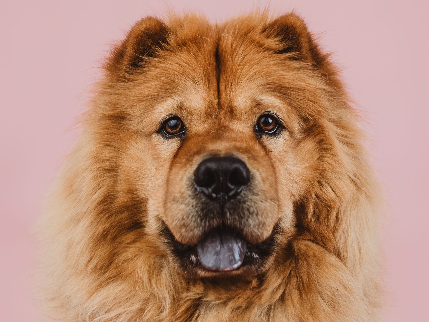 Pet photography Stony Plain - capturing your furry friends.
