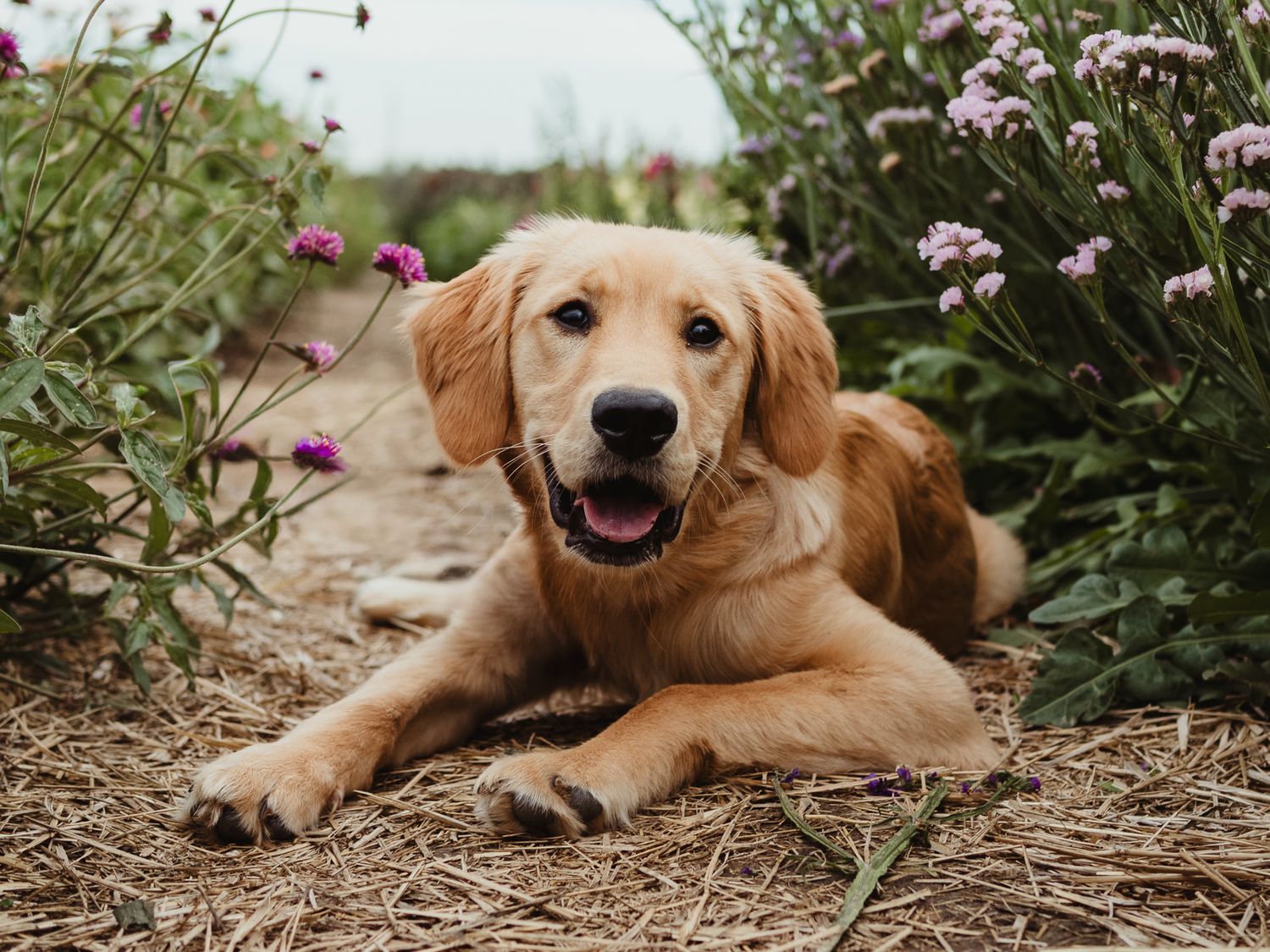 Outdoor dog portrait by Edmonton Pet Photographer Coral Konanz