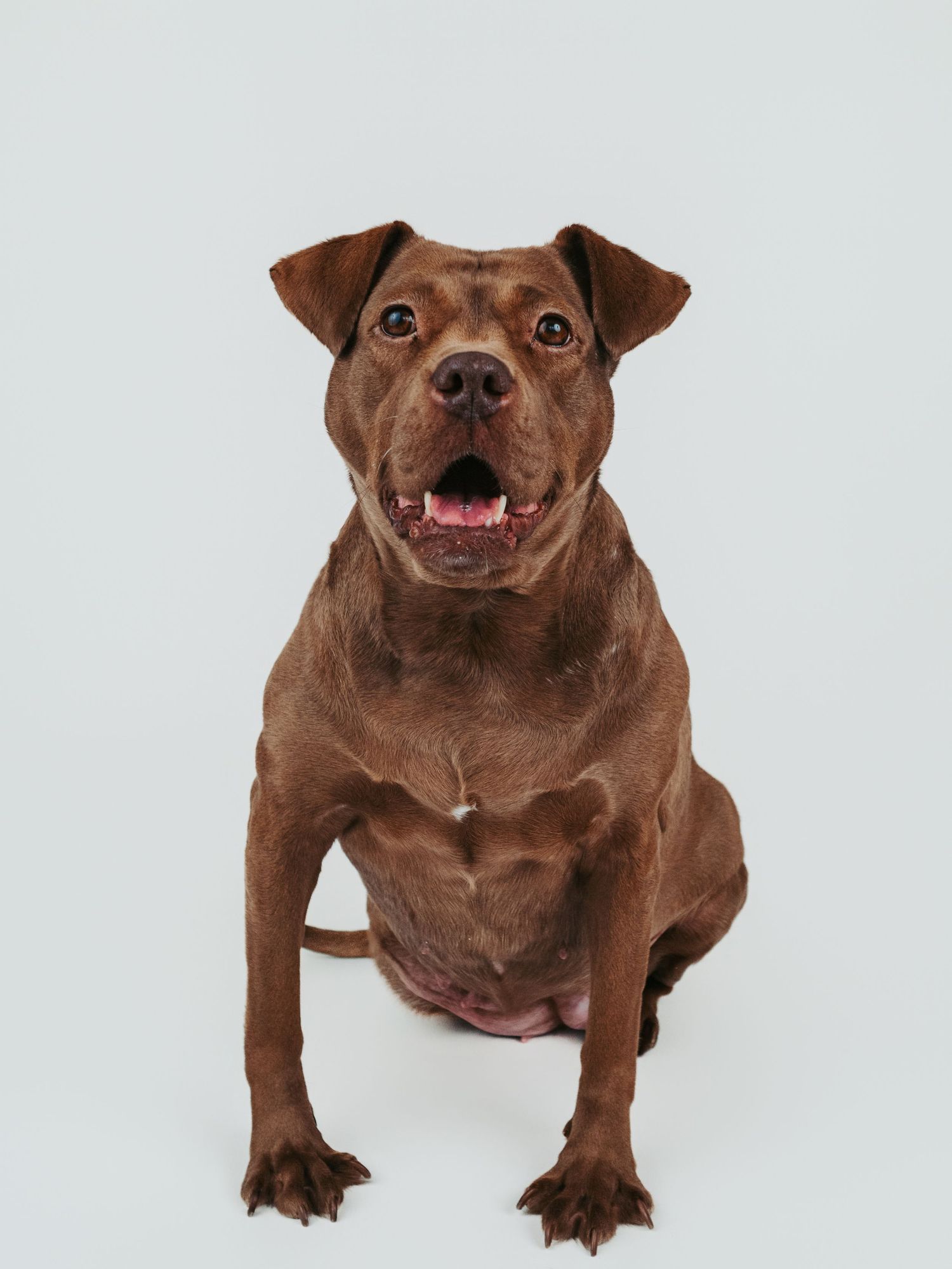 Adoptable rescue dog photographed in studio to help find a forever home in Edmonton Alberta through Pit Bulls for Life rescue.