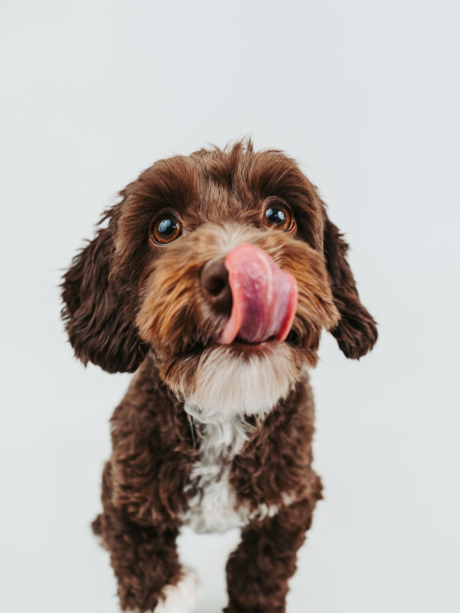 Professional dog portrait in studio by Edmonton pet photographer Coral Konanz