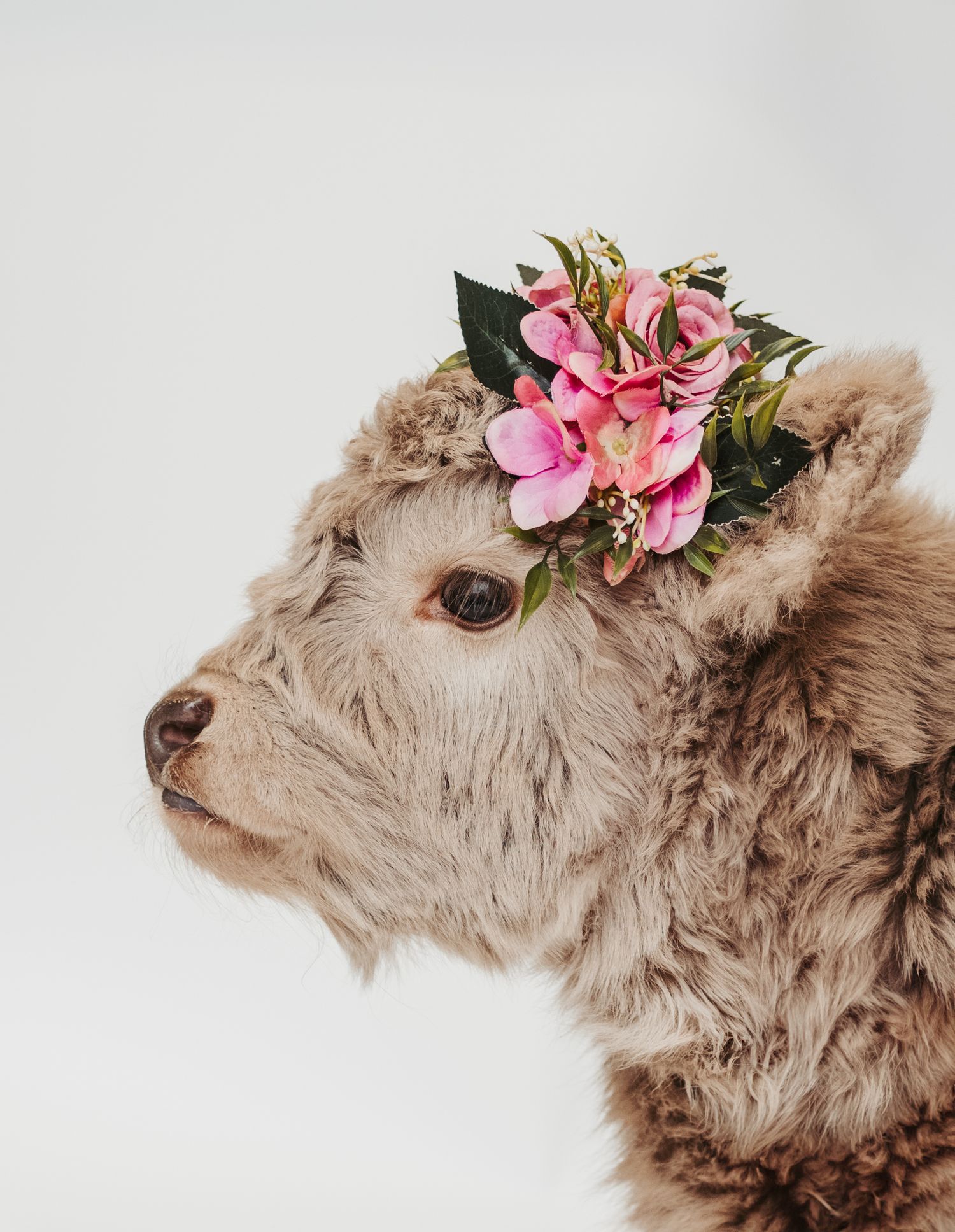 Highland calf portrait captured by spruce grove photographer coral konanz