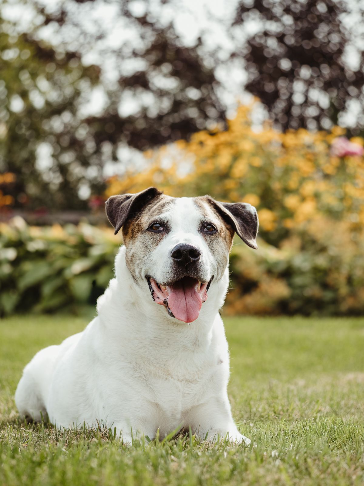 Outdoor dog portrait by Edmonton Pet Photographer Coral Konanz