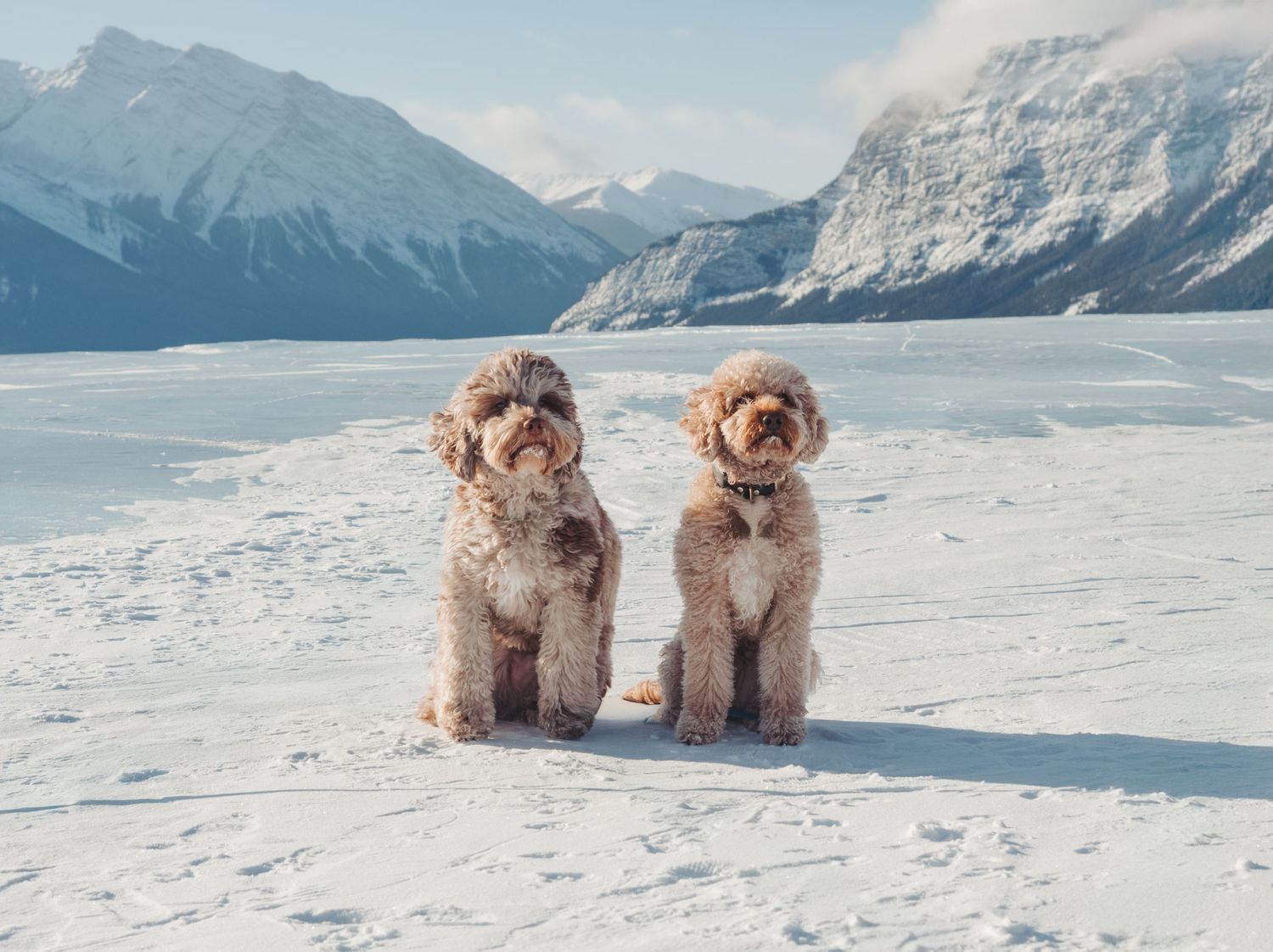 Outdoor dog portrait captured during professional photography session, by edmonton pet photographer Coral Konanz
