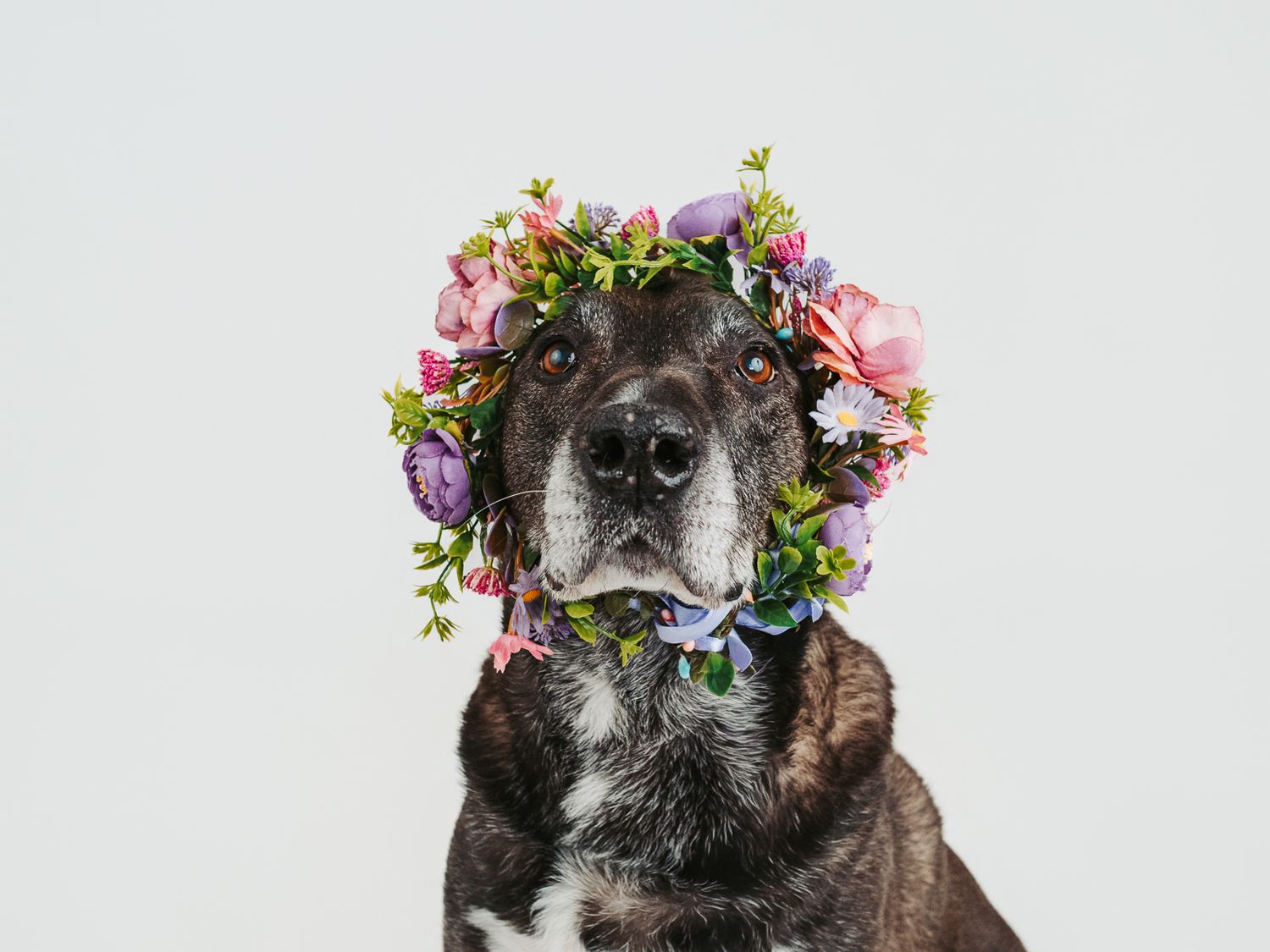 Pet photographer near me in Edmonton area specializing in dog photography, pet portraits and creative sessions in Parkland County.
