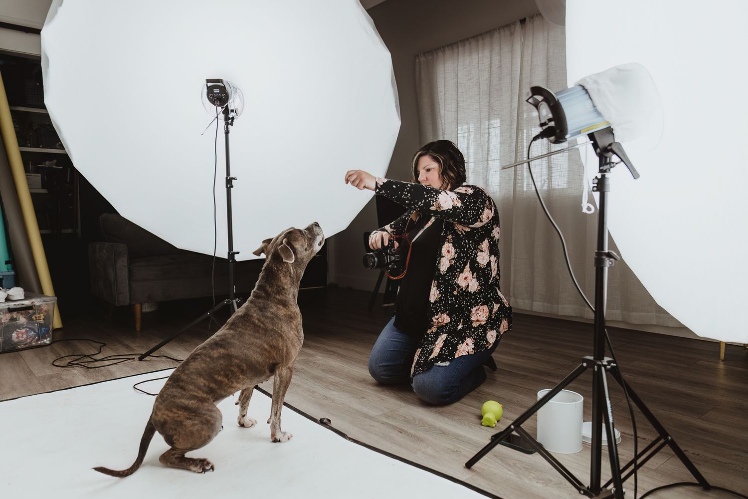 Behind the scenes of a pet photography session with Coral Konanz photographing a dog in her Alberta studio.