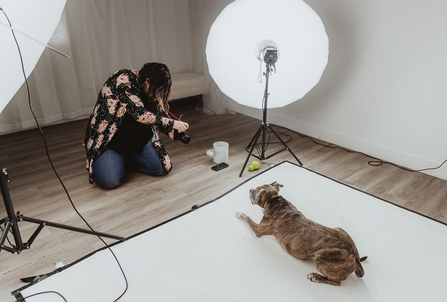 Behind the scenes of a pet photography session with Coral Konanz photographing a dog in her Alberta studio.