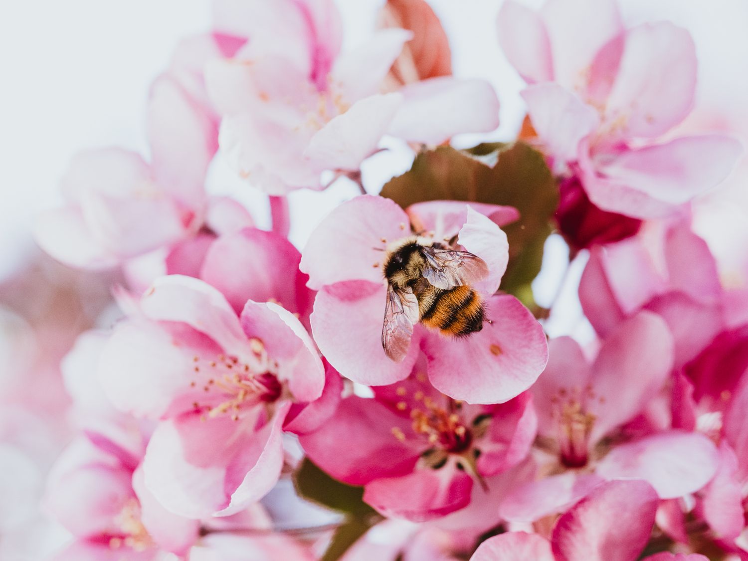 Macro Photographer, Prints available, Alberta Photographer, Creative photographer, flower photography, parkland County photographer