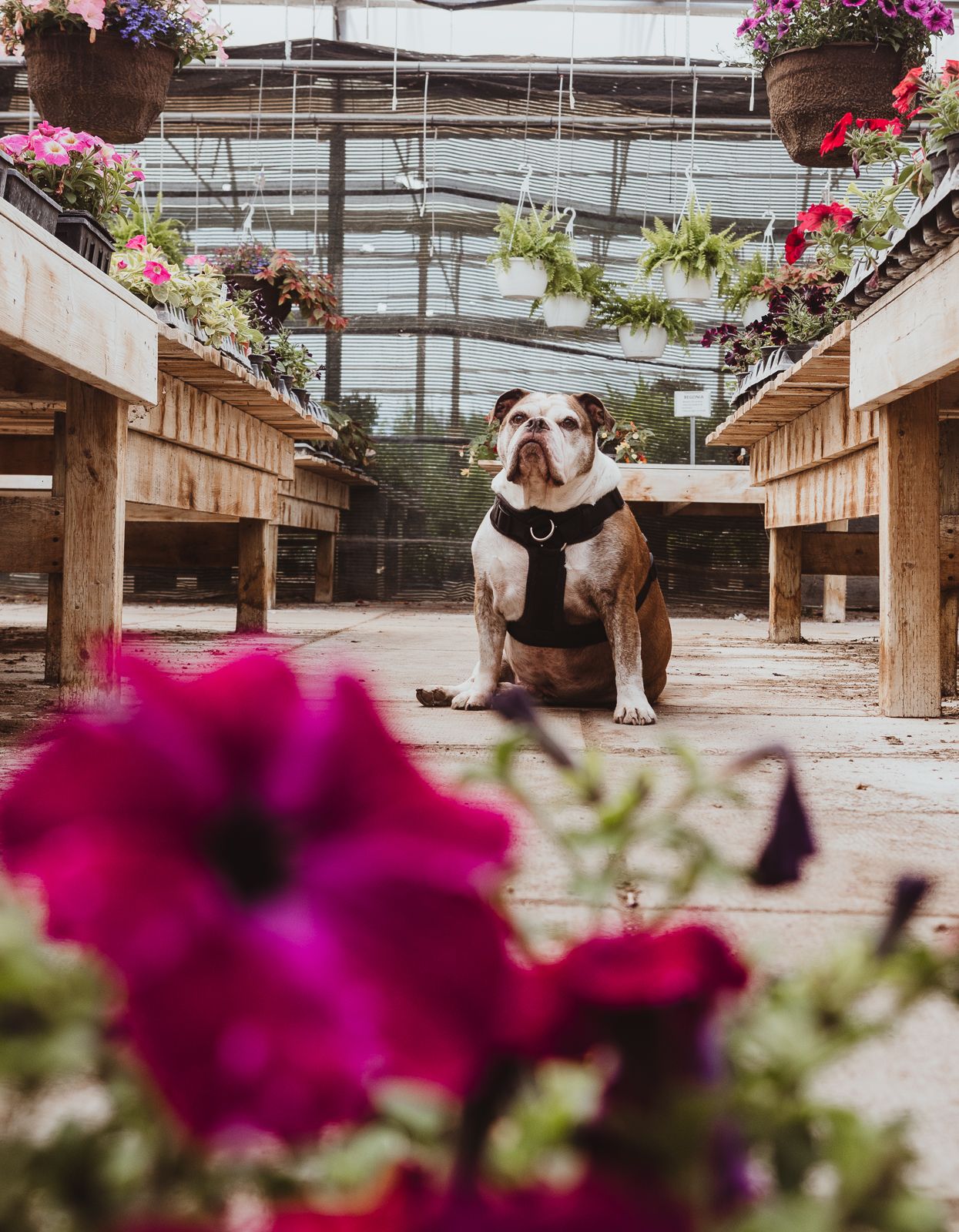 Outdoor dog portrait by Spruce Pet Photographer Coral Konanz