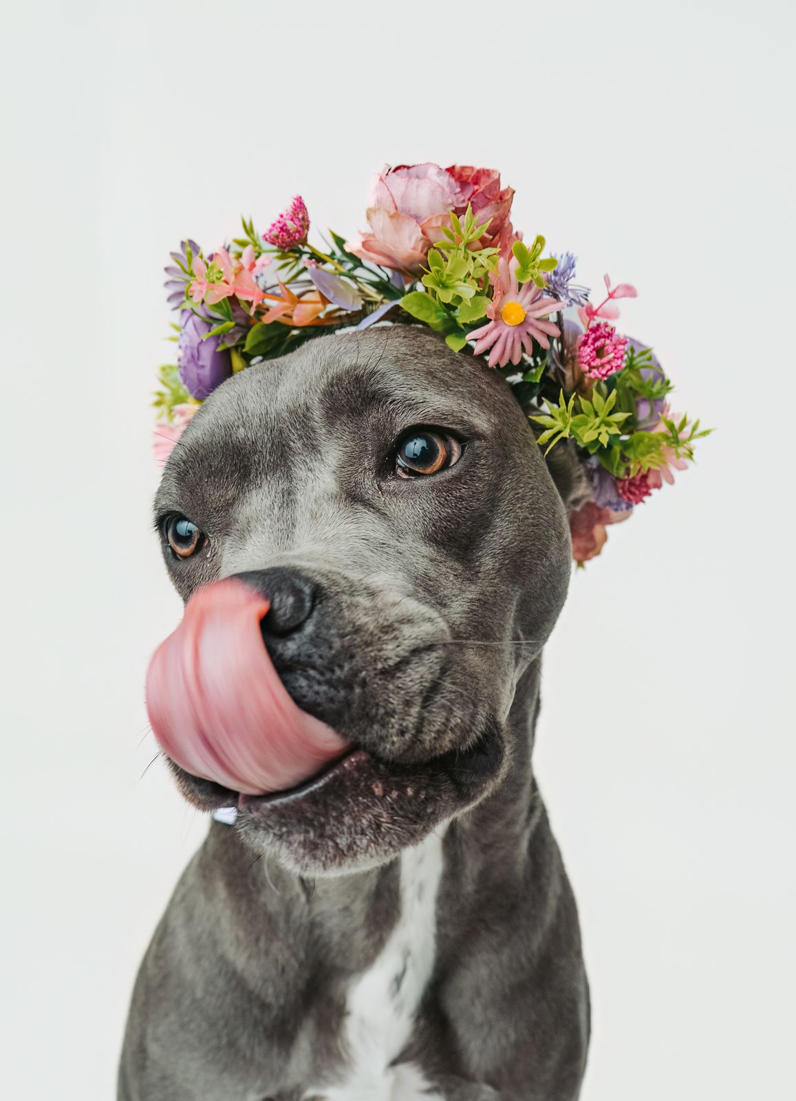 Professional dog portrait captured by a Edmonton pet photographer