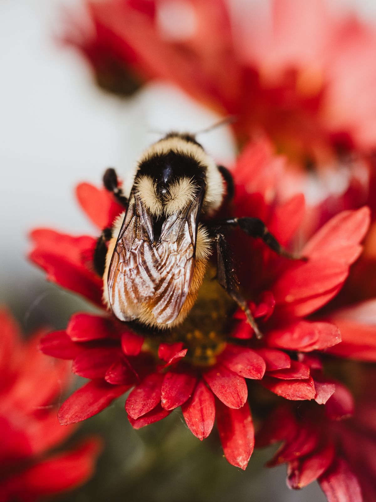 Macro Photographer, Prints available, Alberta Photographer, Creative photographer, flower photography, parkland County photographer