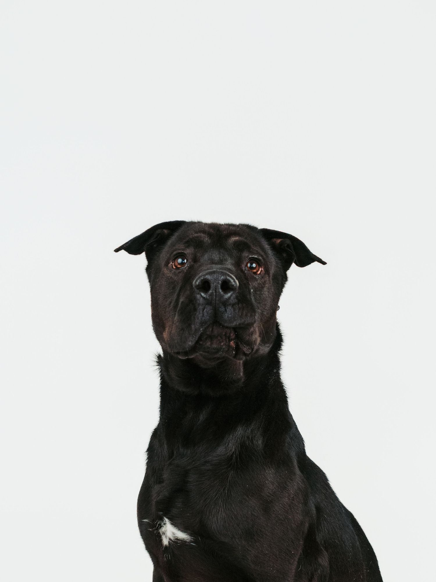 Adoptable rescue dog photographed in studio to help find a forever home in Edmonton Alberta through Pit Bulls for Life rescue.