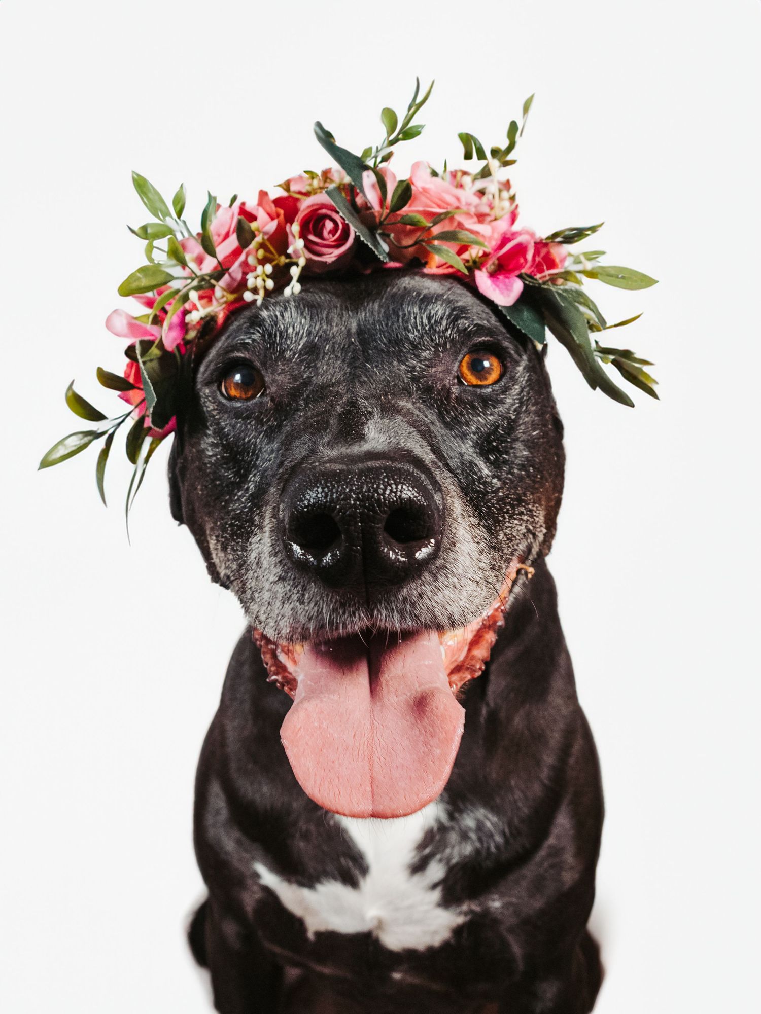 Professional pit bull dog photography in Stony Plain Alberta studio