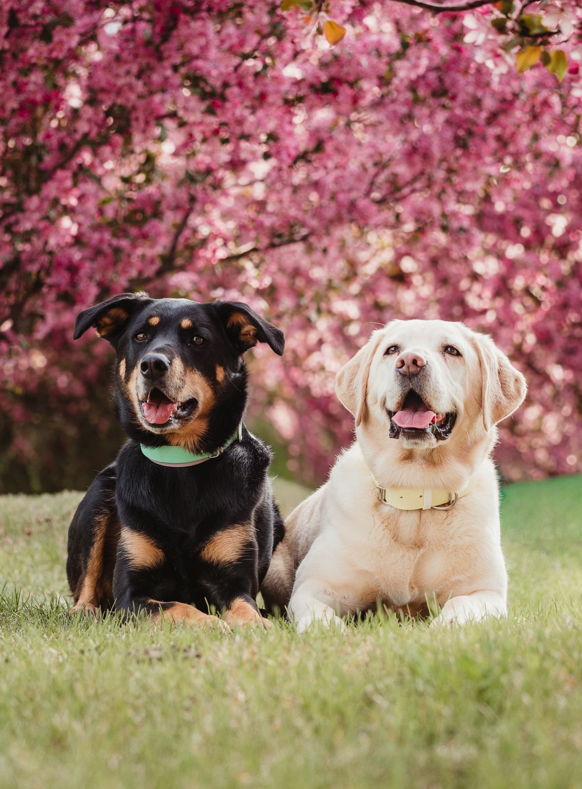 Outdoor dog portrait by Spruce Pet Photographer Coral Konanz