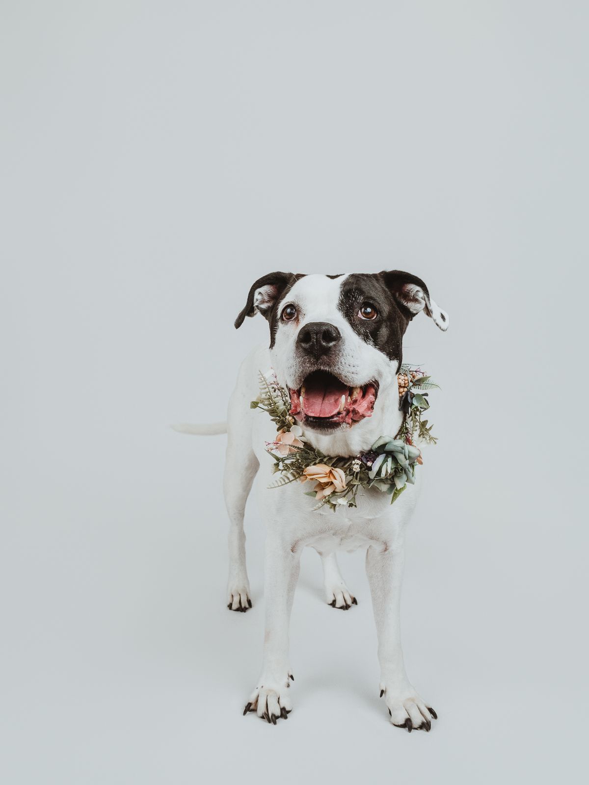 Spruce Grove and Stony Plain photographer capturing pets, families and boudoir sessions across the Edmonton area.
