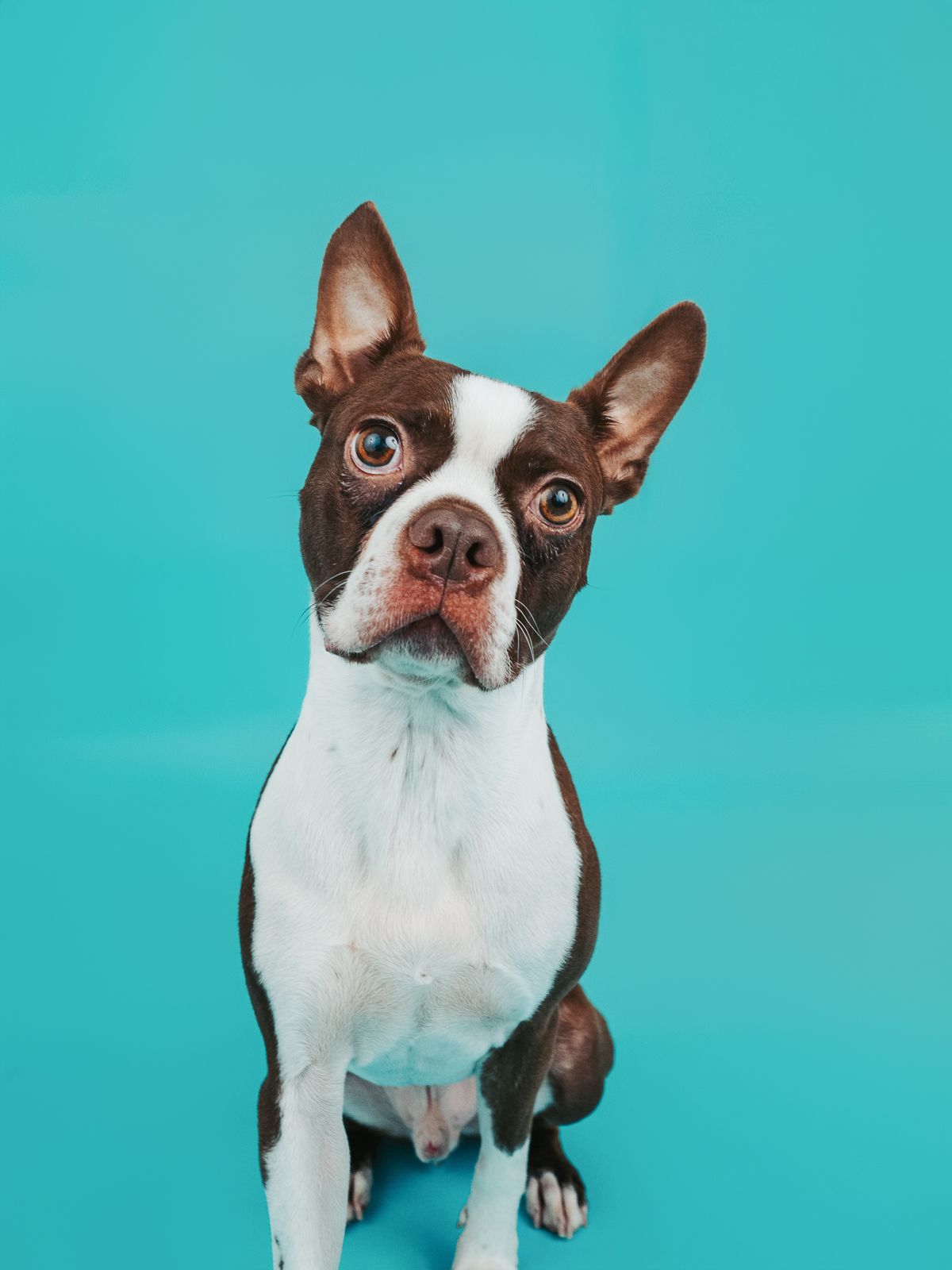 Pet photography Stony Plain showcasing adorable pets.