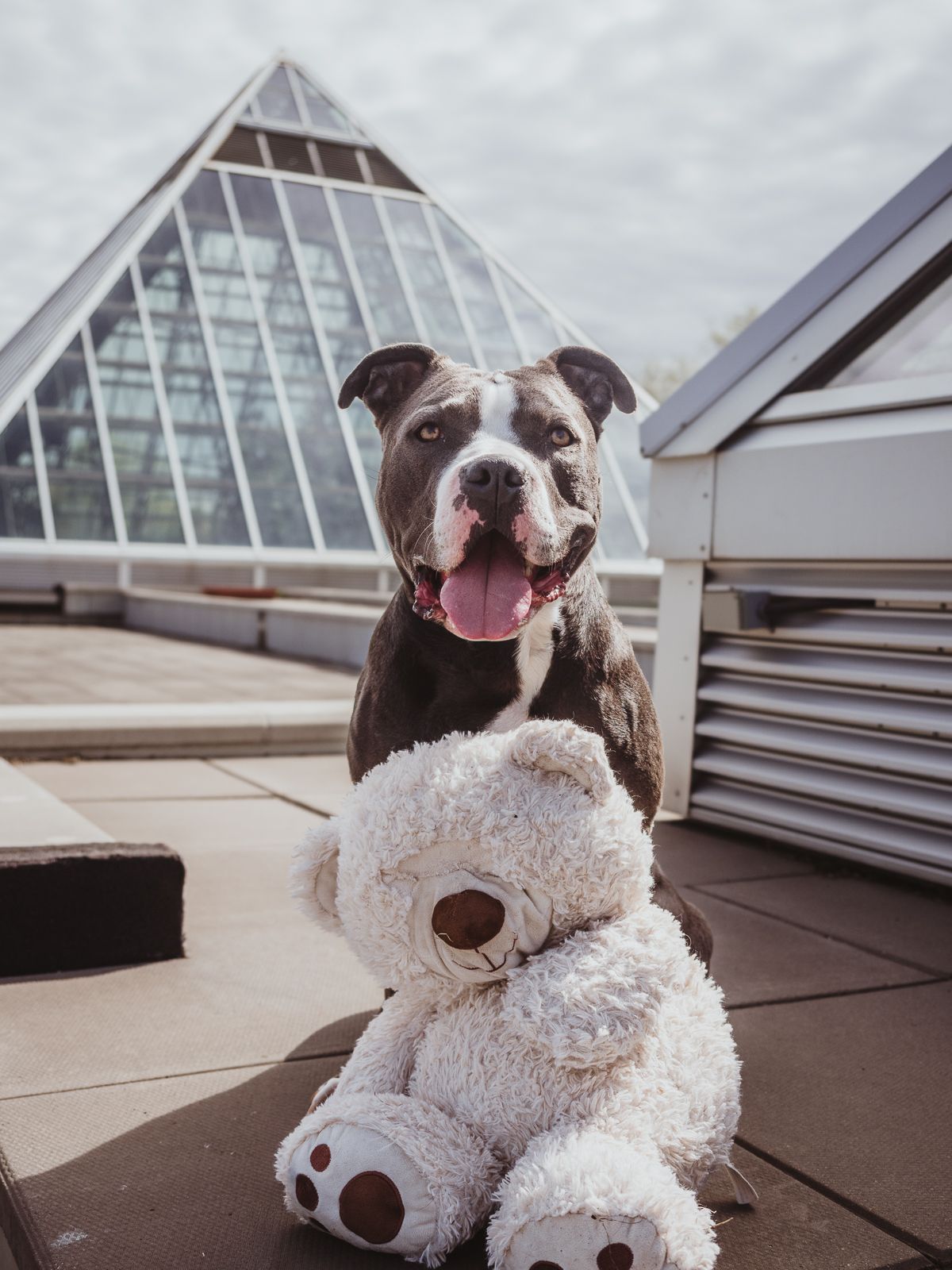 Outdoor dog portrait by Edmonton Pet Photographer Coral Konanz