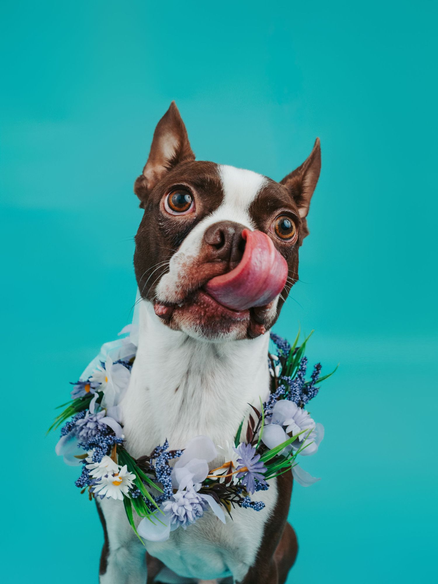 Edmonton pet photographer studio portrait of a dog photographed at The Pet Studio by Coral in Stony Plain Alberta
