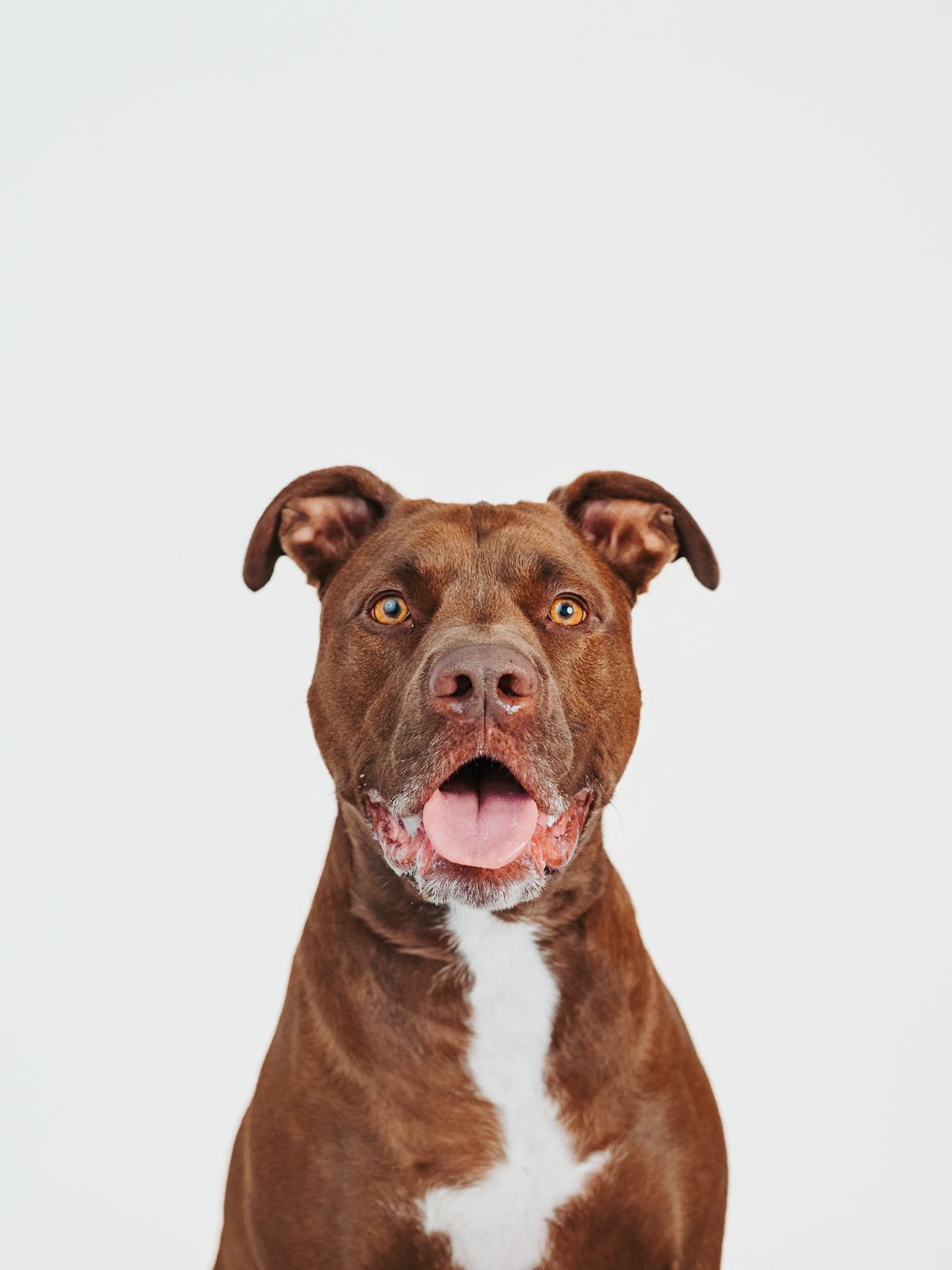 Professional pit bull dog photography in Stony Plain Alberta studio