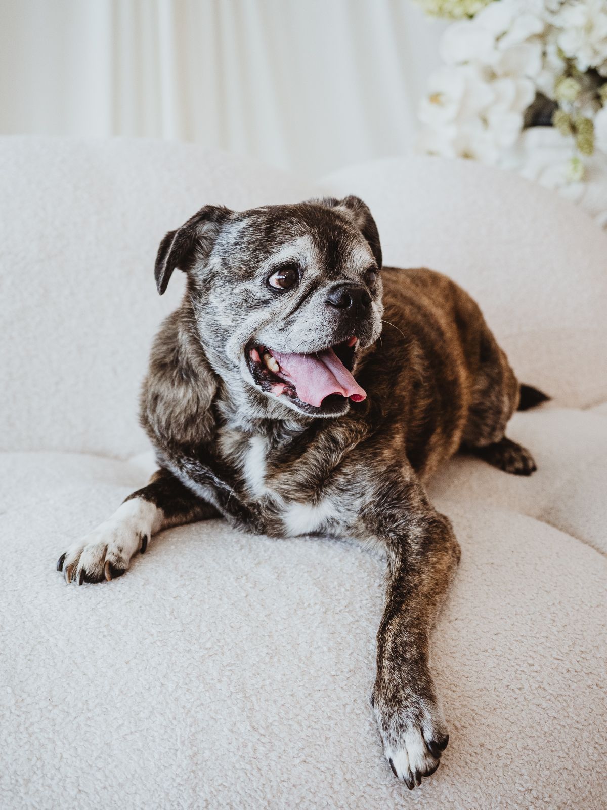 Senior dog portrait celebrating a lifetime of memories by edmonton pet photographer coral konanz