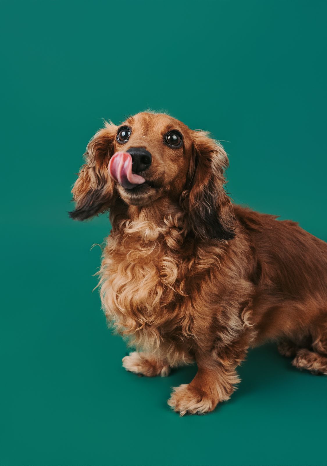 Professional dog portrait captured by a Stony Plain pet photographer
