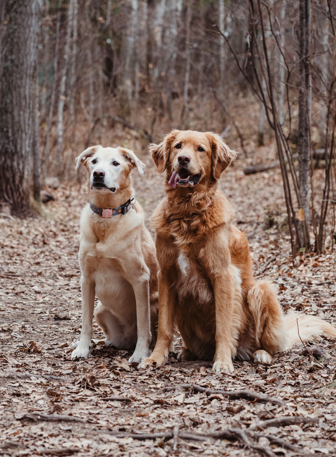 Outdoor dog portrait by Edmonton Pet Photographer Coral Konanz