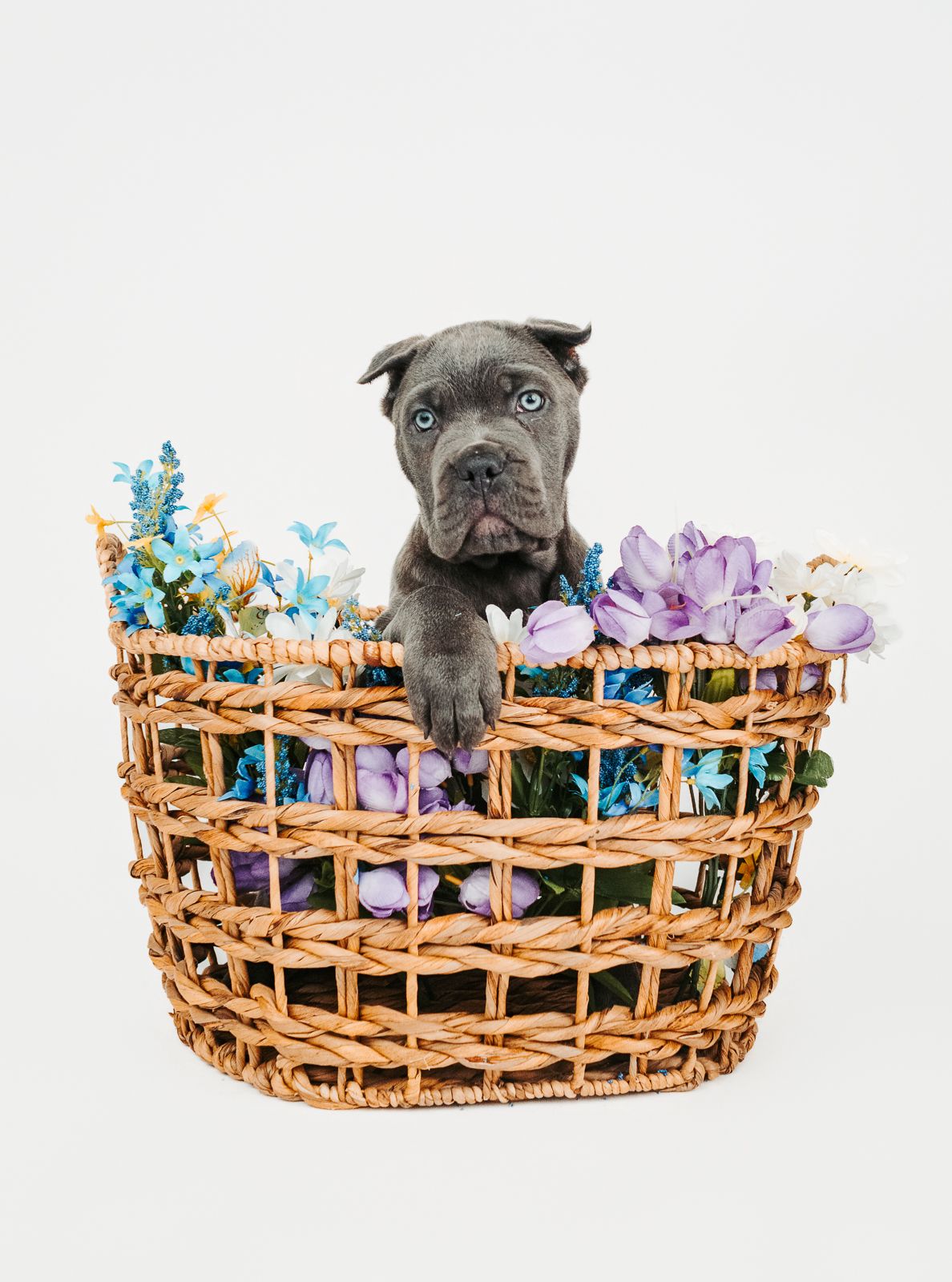 Fine art dog portrait designed for wall artwork photographed by Edmonton pet photographer