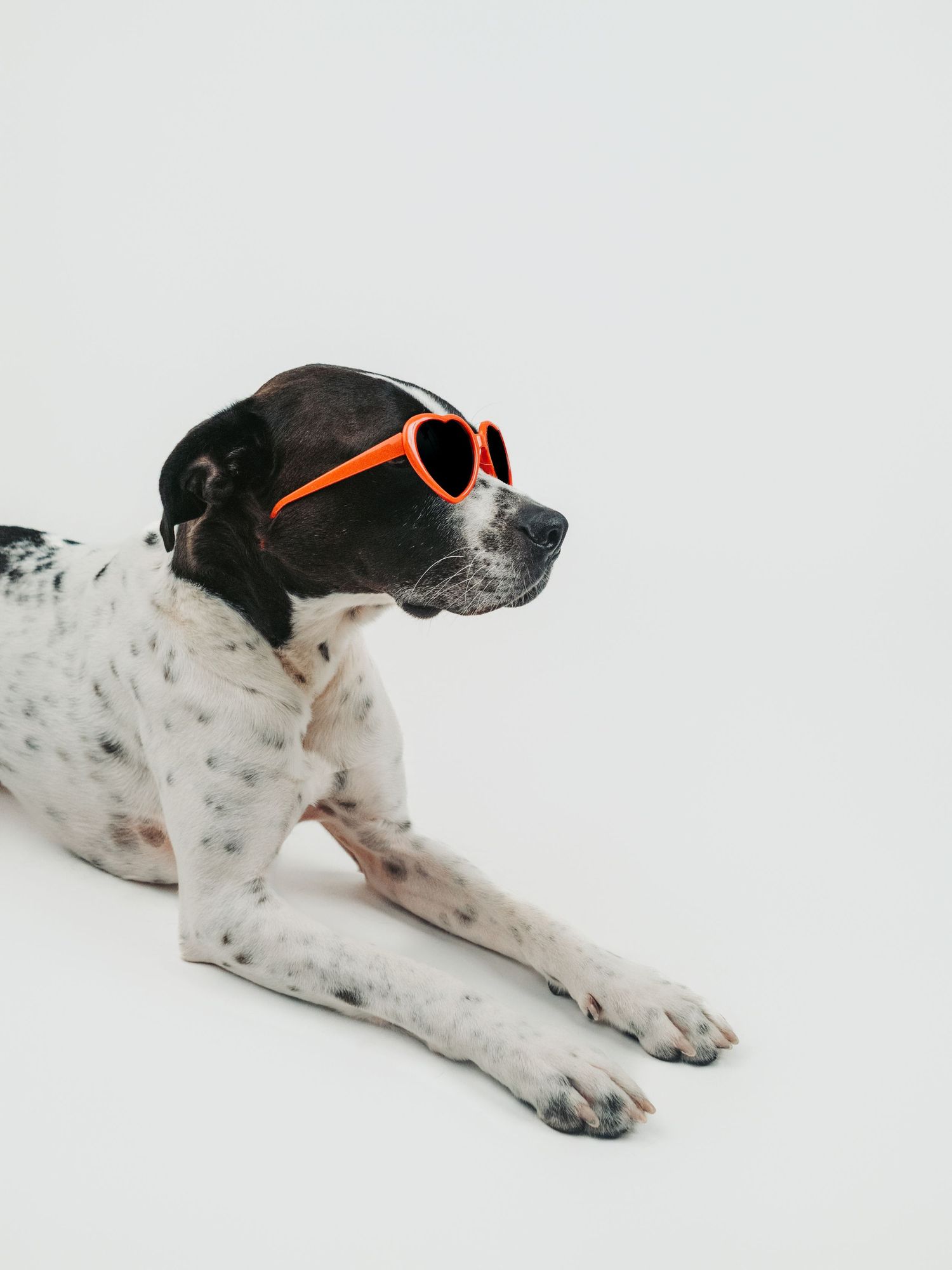 Adoptable rescue dog photographed in studio to help find a forever home in Edmonton Alberta through Pit Bulls for Life rescue.