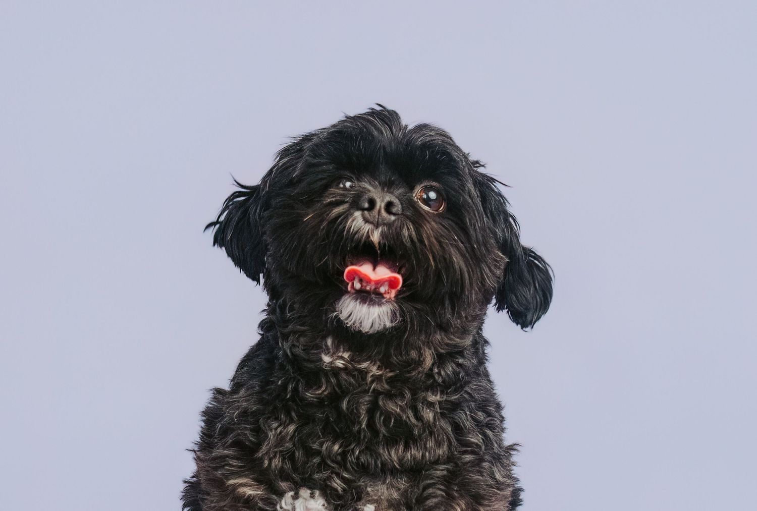 Professional dog portrait in studio by Edmonton pet photographer Coral Konanz
