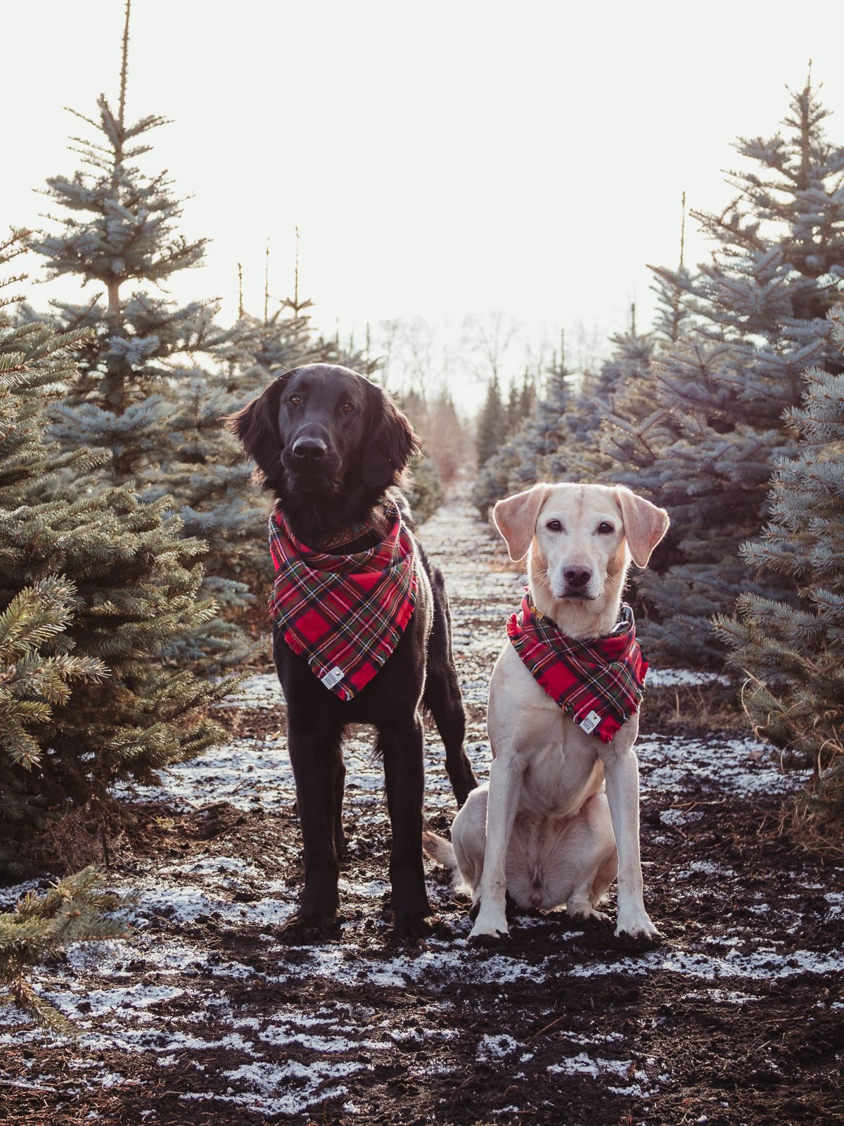 Outdoor dog portrait by Spruce Pet Photographer Coral Konanz