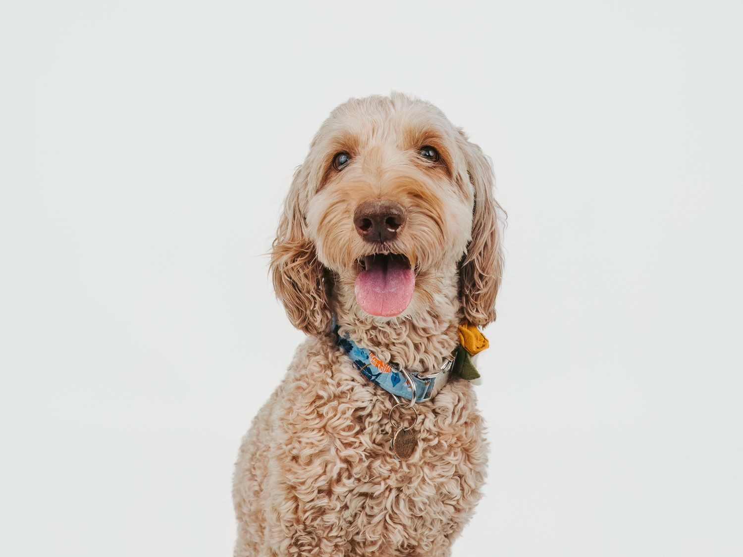 Rainbow Bridge portrait celebrating a lifetime of memories by Spruce Grove pet photographer coral konanz