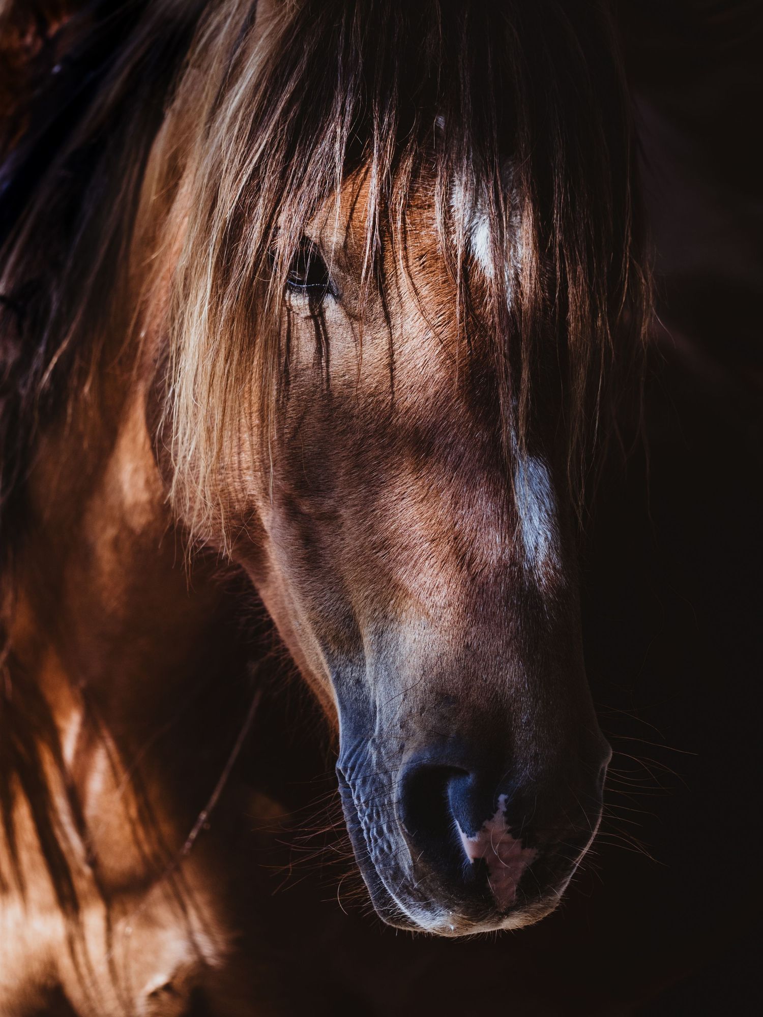 Horse portrait captured by spruce grove photographer coral konanz