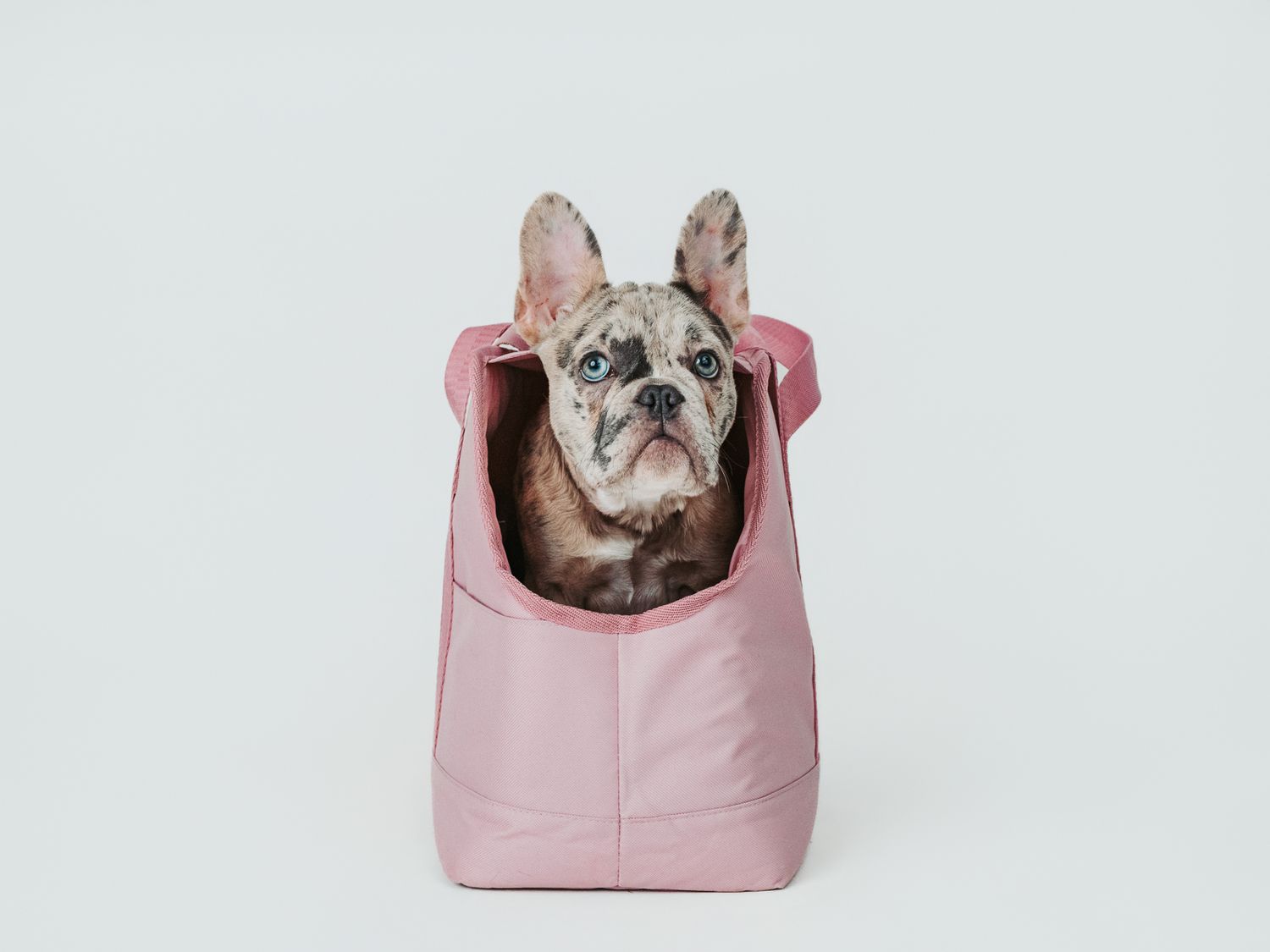 Pet photography Stony Plain - capturing your furry friends.