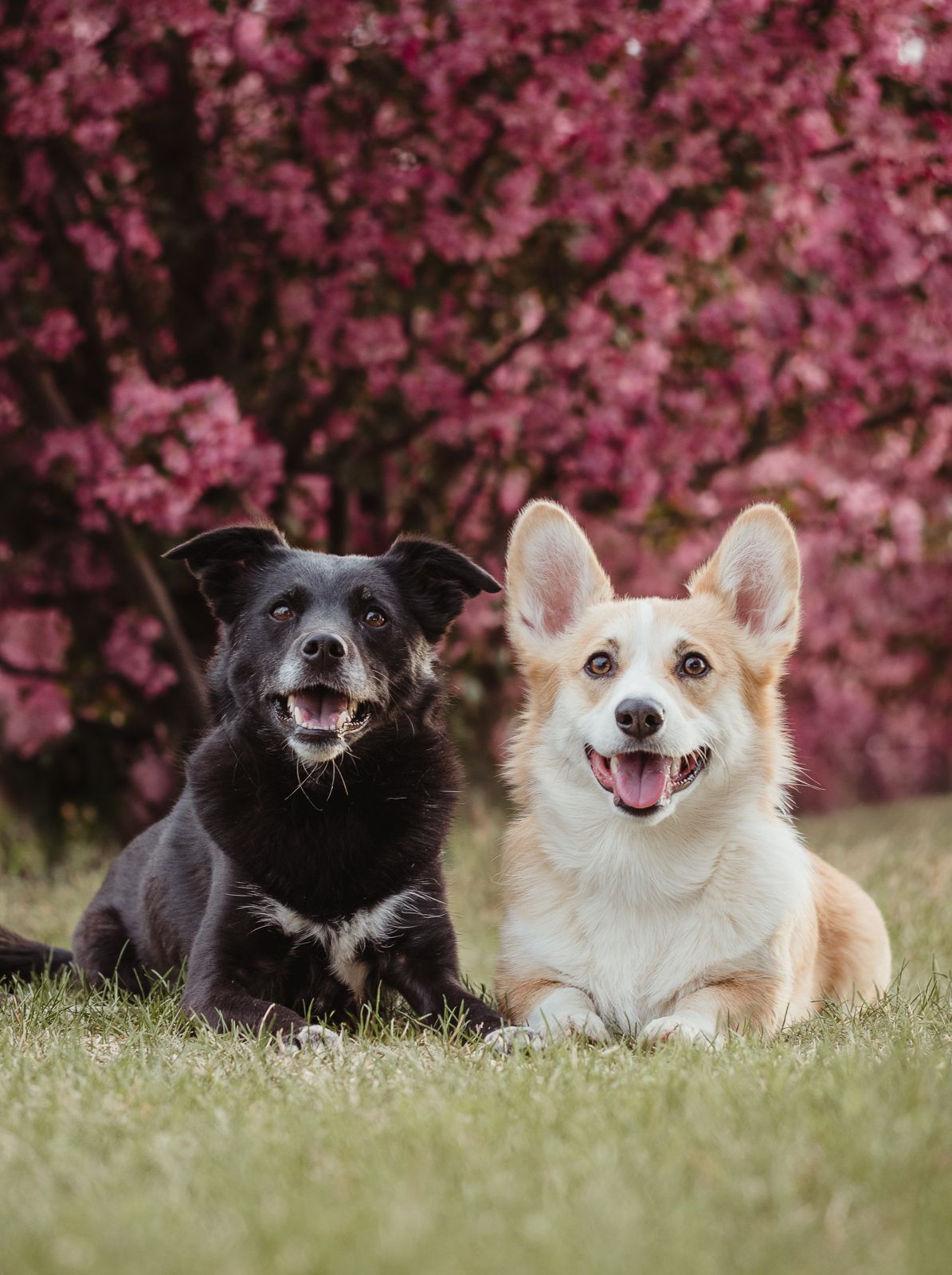 Outdoor dog portrait by Edmonton Pet Photographer Coral Konanz