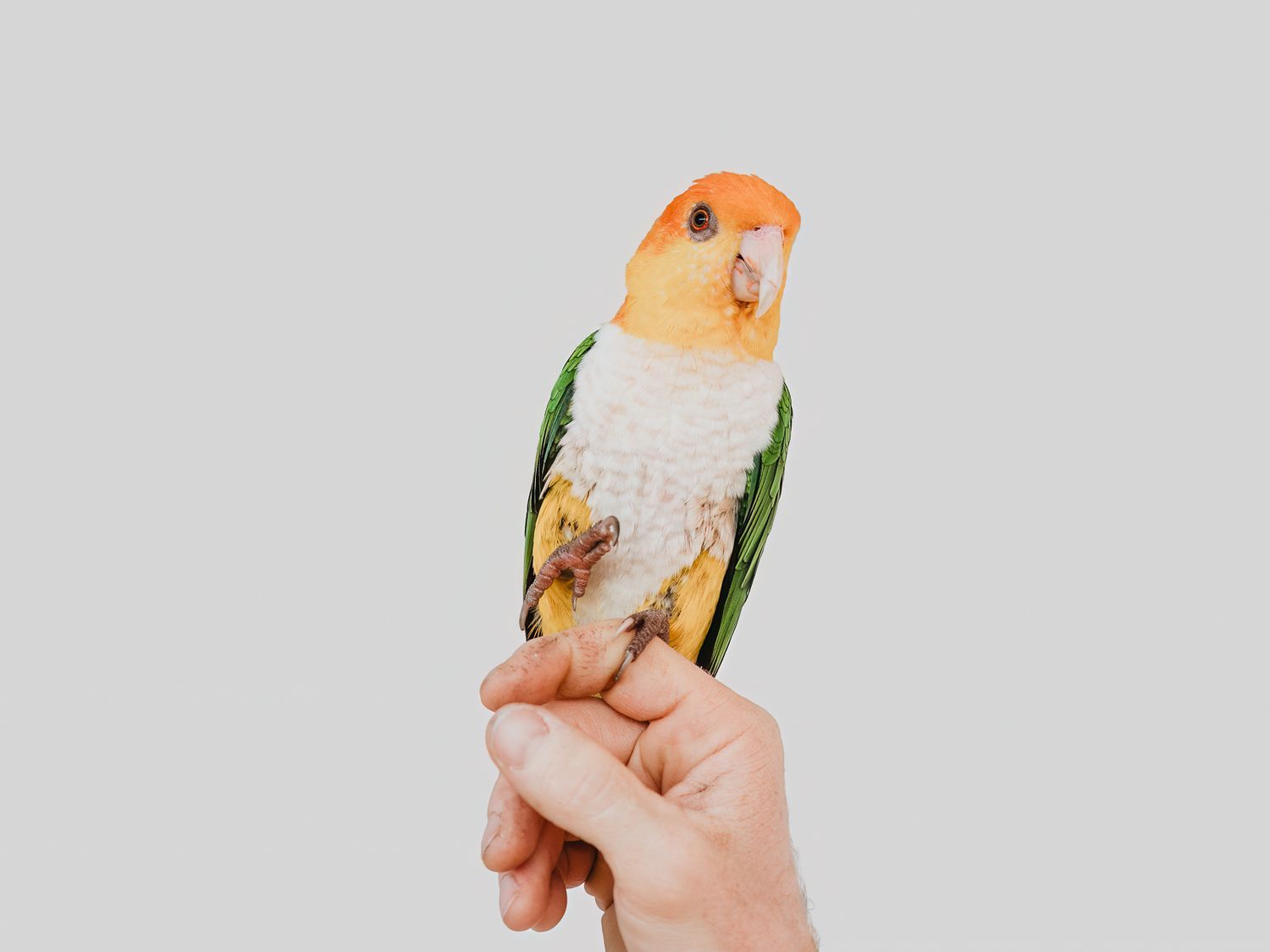 Parrot photographed in a studio pet portrait session, by stony plain pet photographer coral konanz