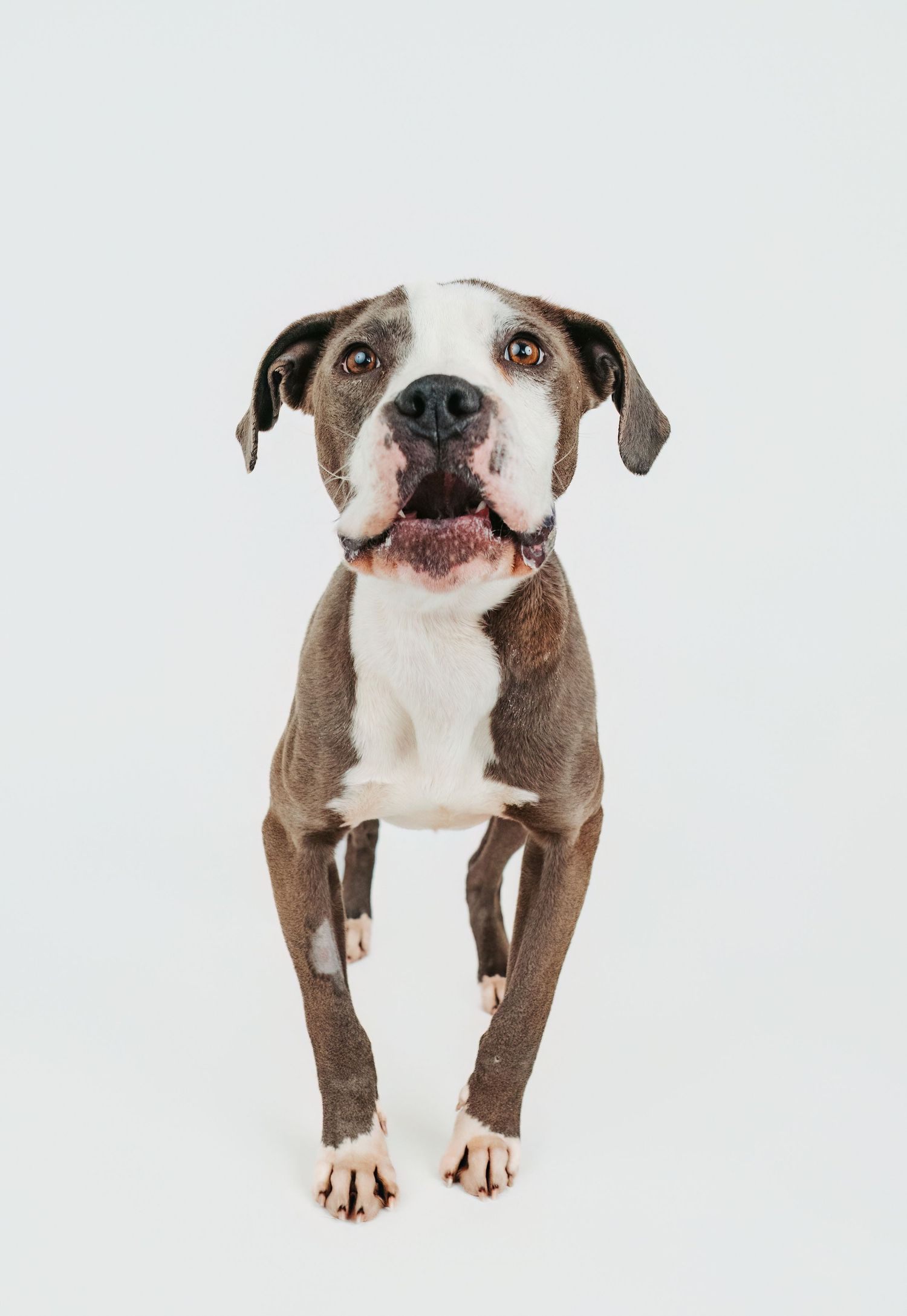 Edmonton pet photographer dog photography Stony Plain Spruce Grove Parkland County pet portraits studio outdoor sessions