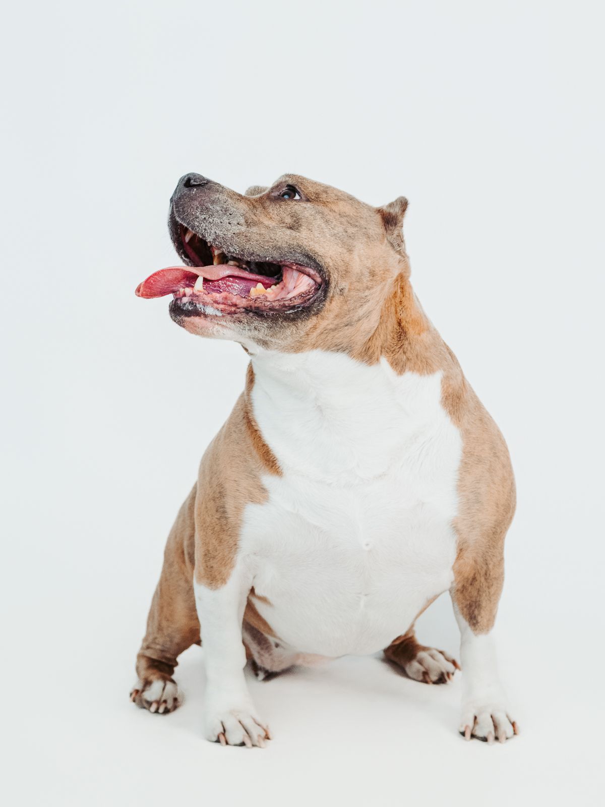 Professional pit bull dog photography in Stony Plain Alberta studio