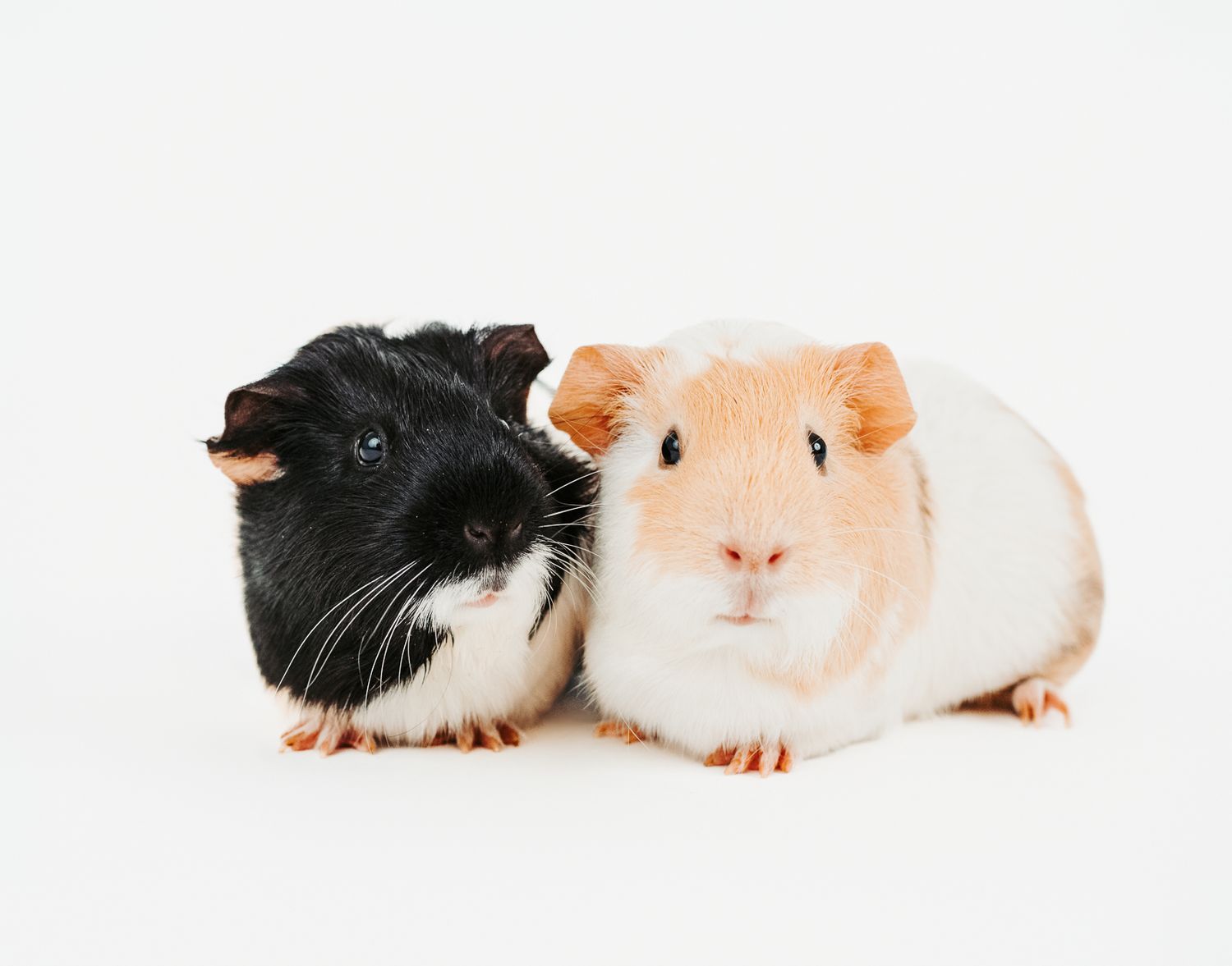 guinea pigs photographed in a studio pet portrait session, by stony plain pet photographer coral konanz