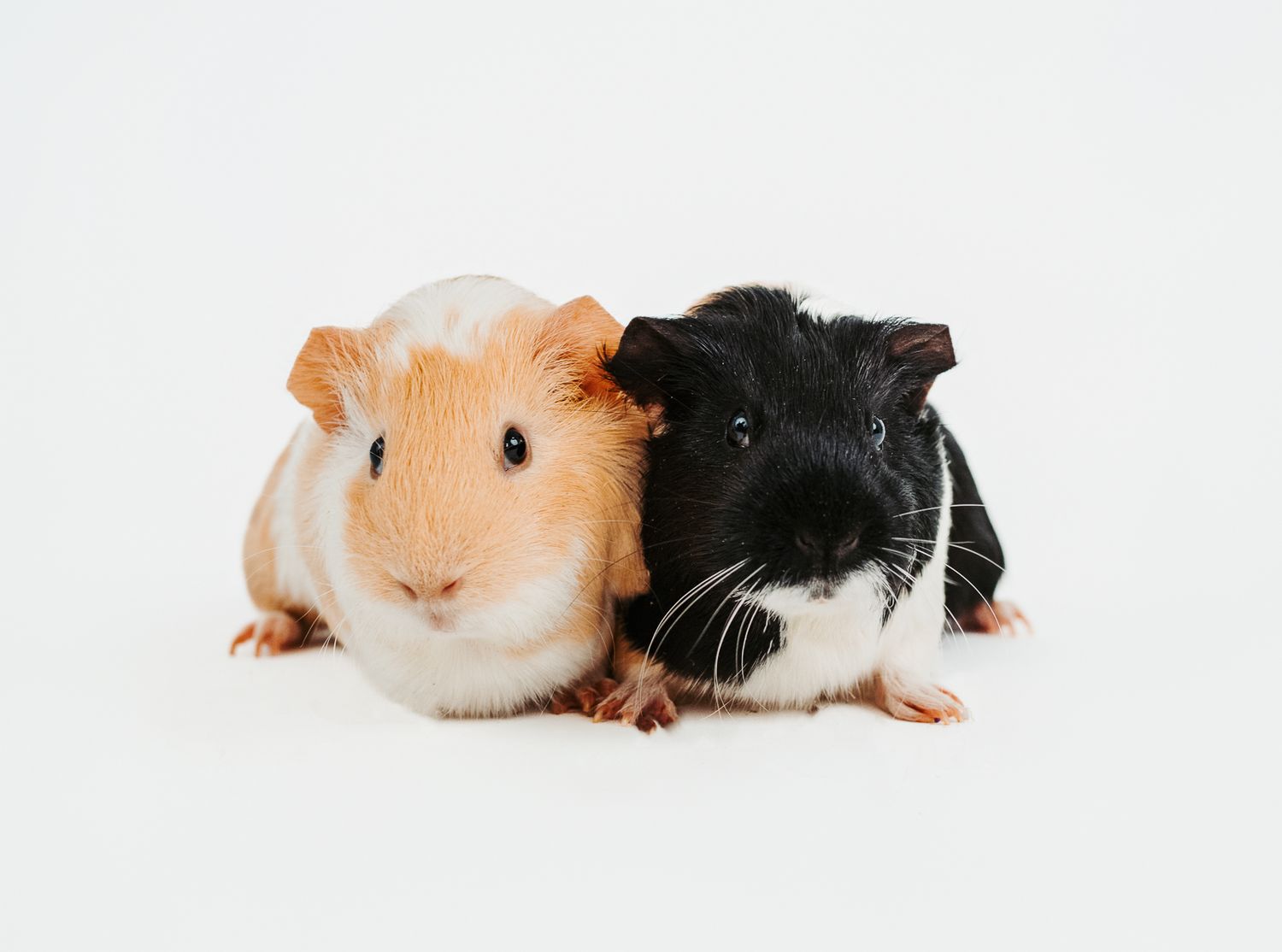 Edmonton pet photographer studio portrait of 2 guinea pigs photographed at The Pet Studio by Coral in Stony Plain Alberta