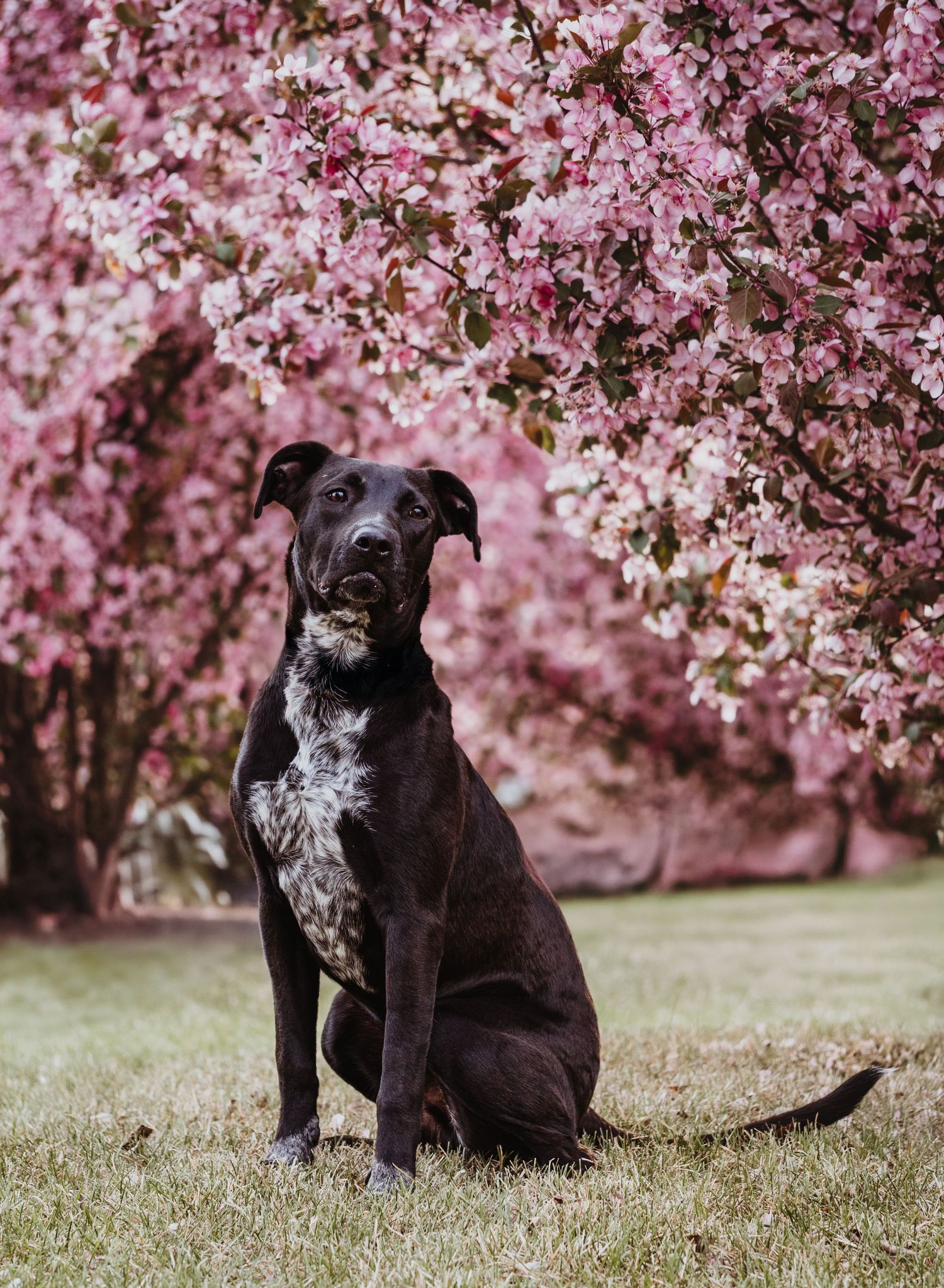 Rescue dog portrait captured by Edmonton pet photographer to help adoptable dogs from HART find loving homes.