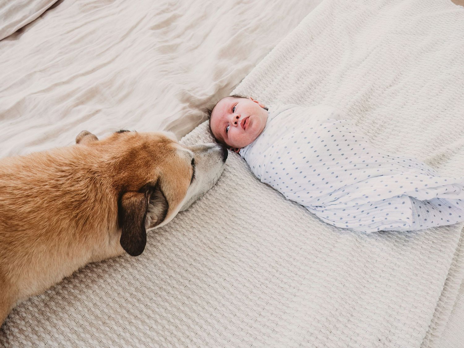 Newborn photography with dog included in session