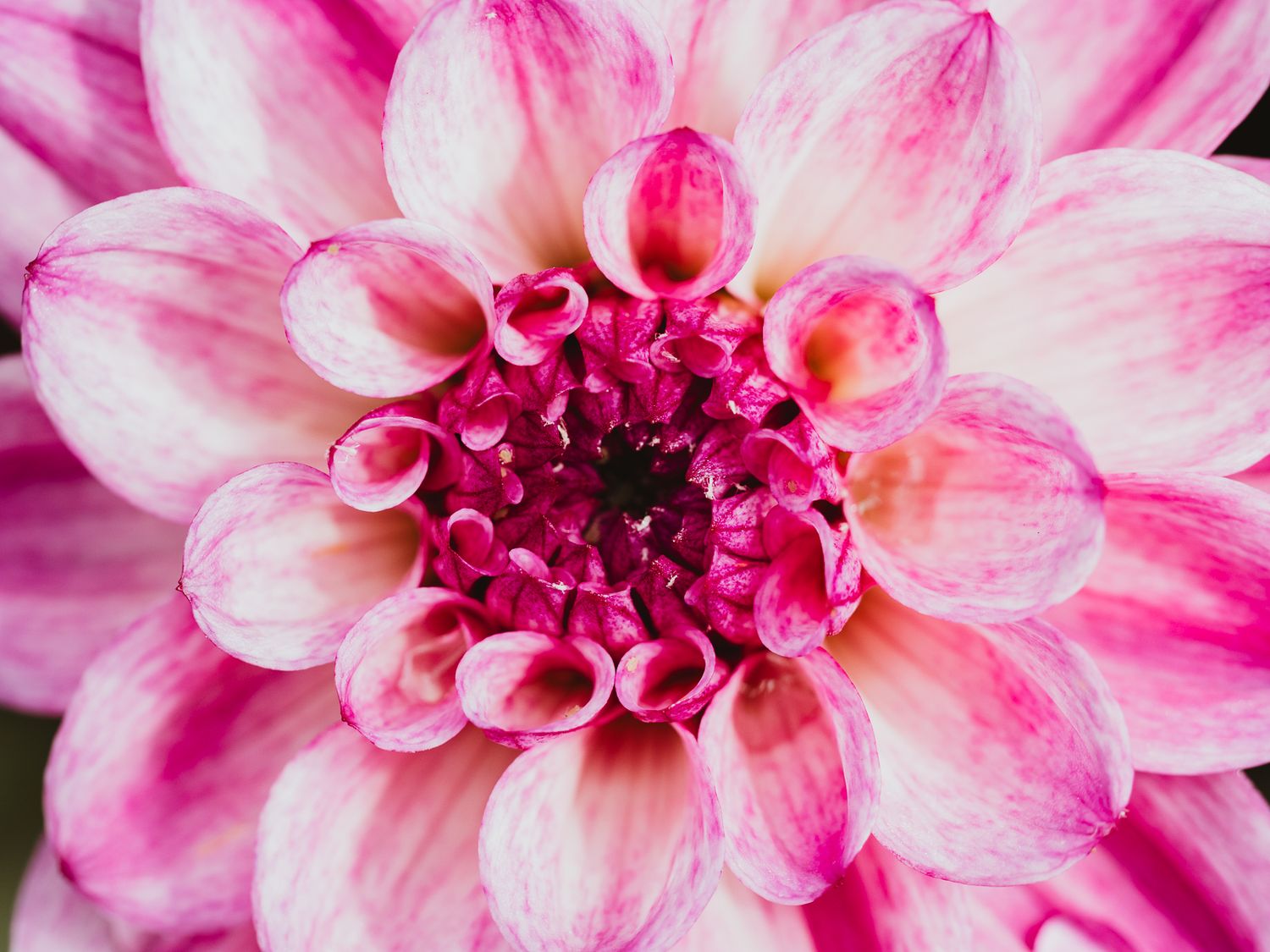 Macro Photographer, Prints available, Alberta Photographer, Creative photographer, flower photography, parkland County photographer