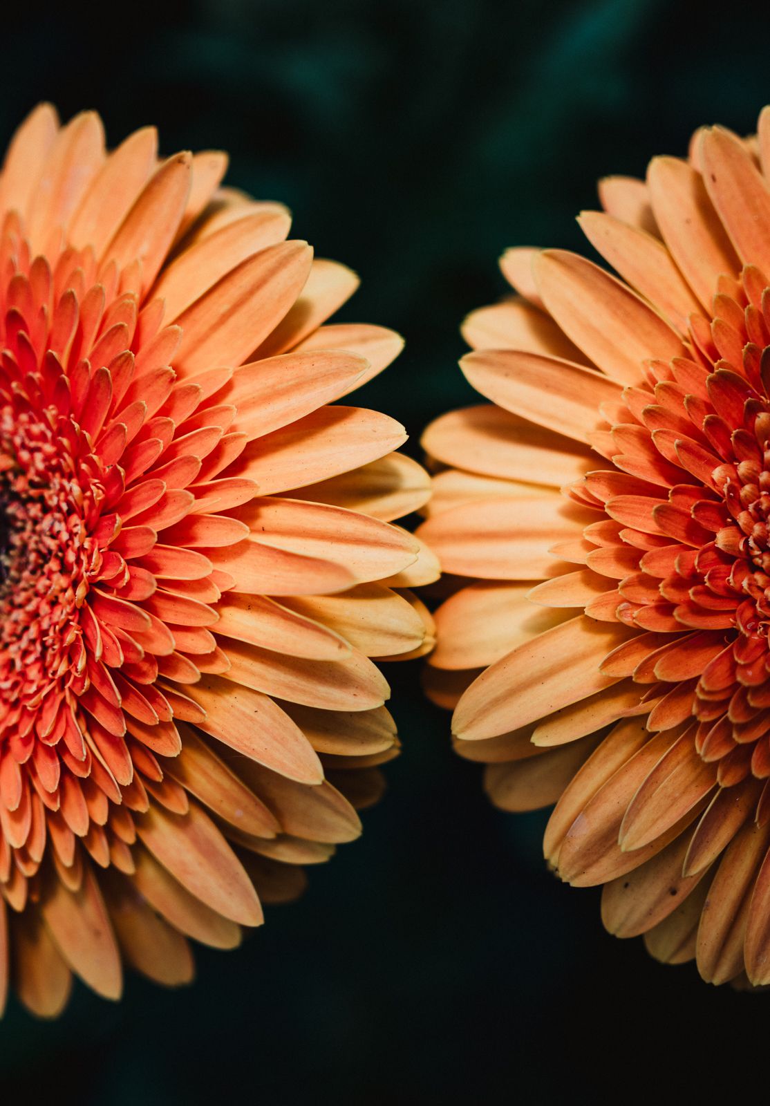 Macro Photographer, Prints available, Alberta Photographer, Creative photographer, flower photography, parkland County photographer